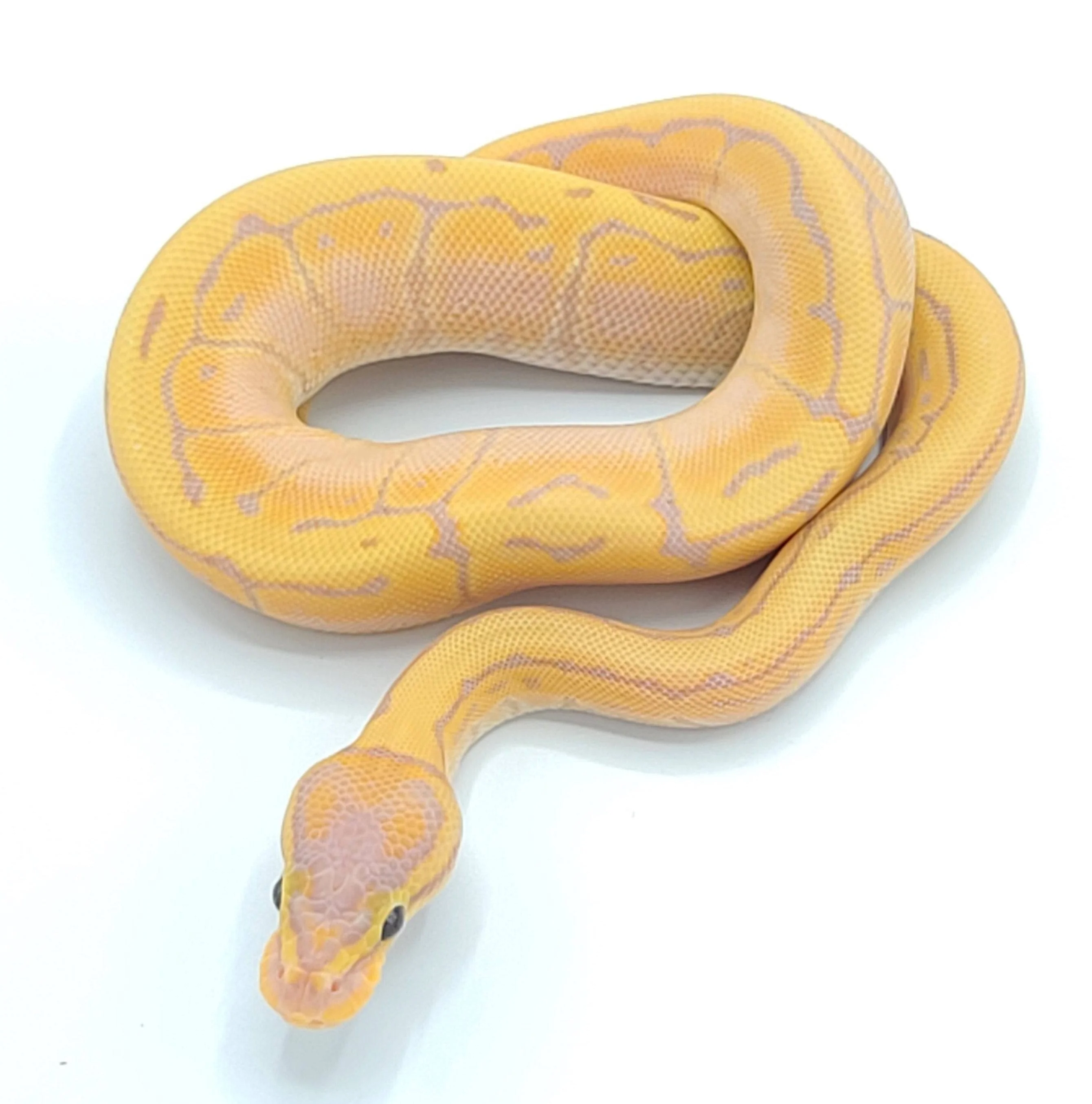 Banana Pinstripe Ball Python