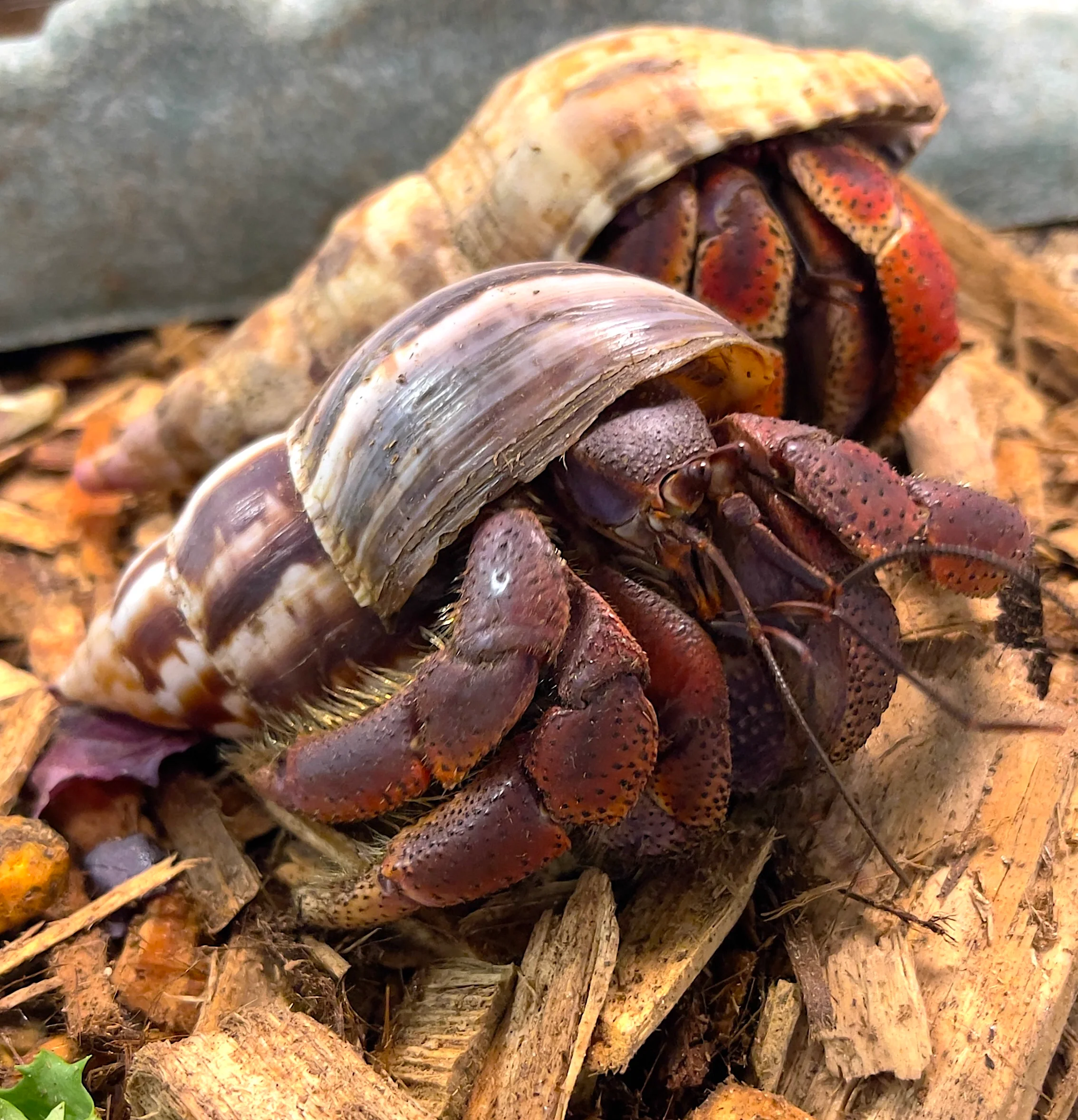 Barbados Hermit Crabs XXL