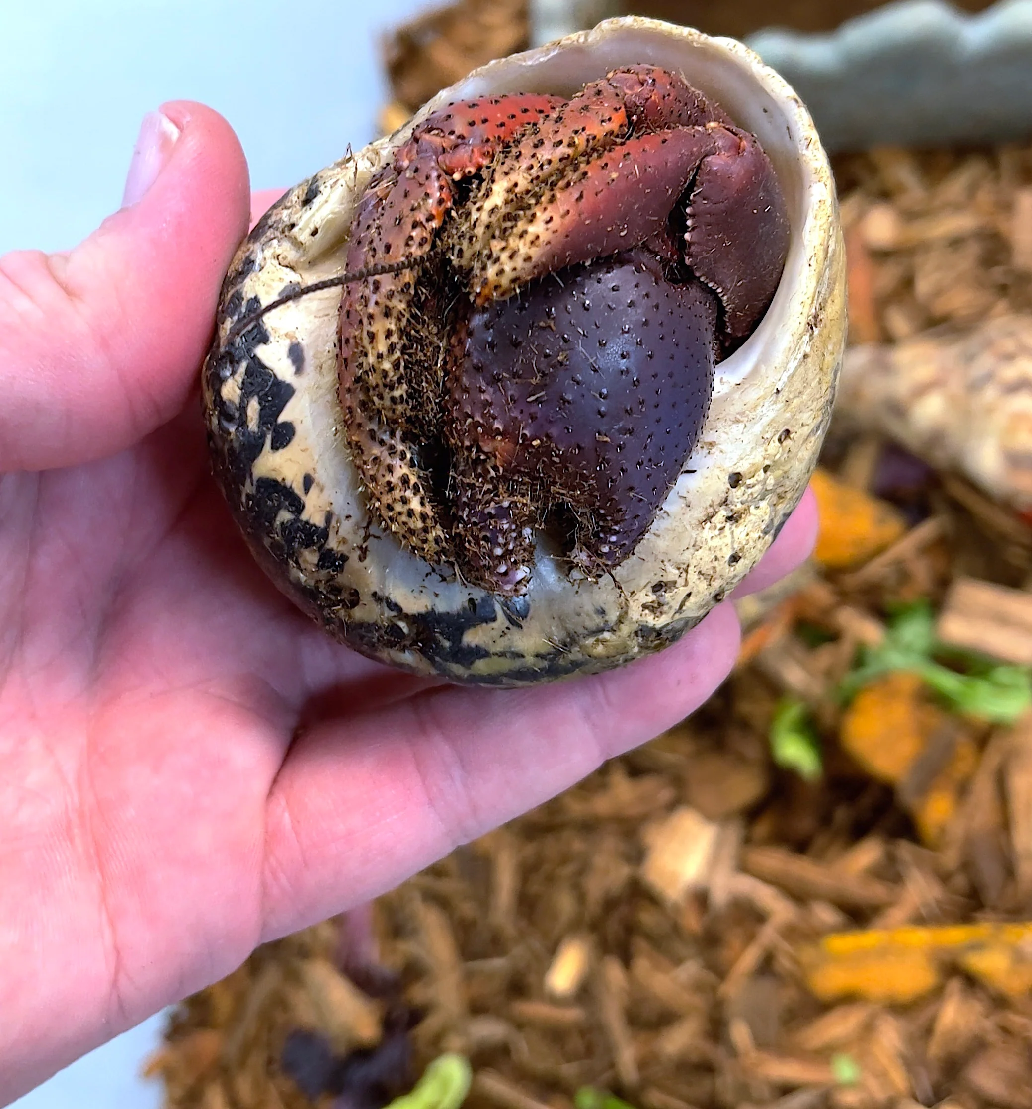 Barbados Hermit Crabs XXL - Image 2