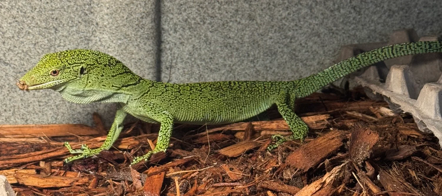 Biak Green Tree Monitor (Varanus kordensis) Pair 1.1 - Image 2