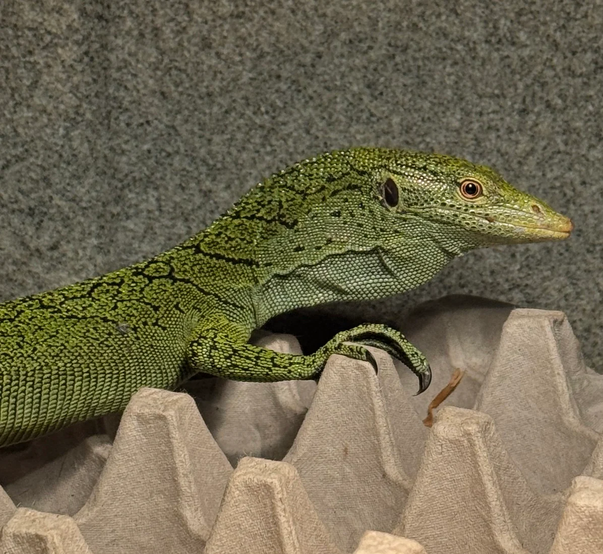 Biak Green Tree Monitor (Varanus kordensis) Pair 1.1 - Image 3