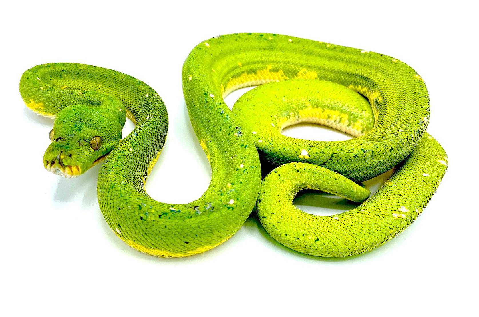 Biak Green Tree Pythons (M. viridis) - Image 2