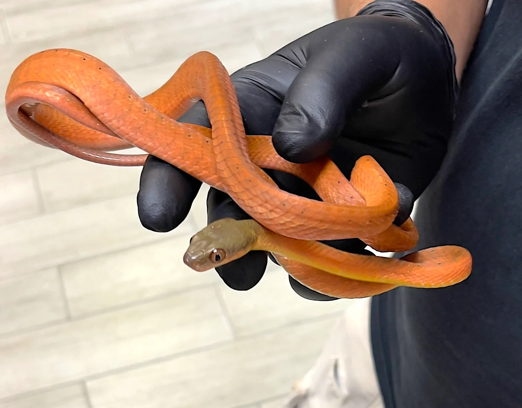 Black-Headed Cat Snake (Boiga nigriceps)