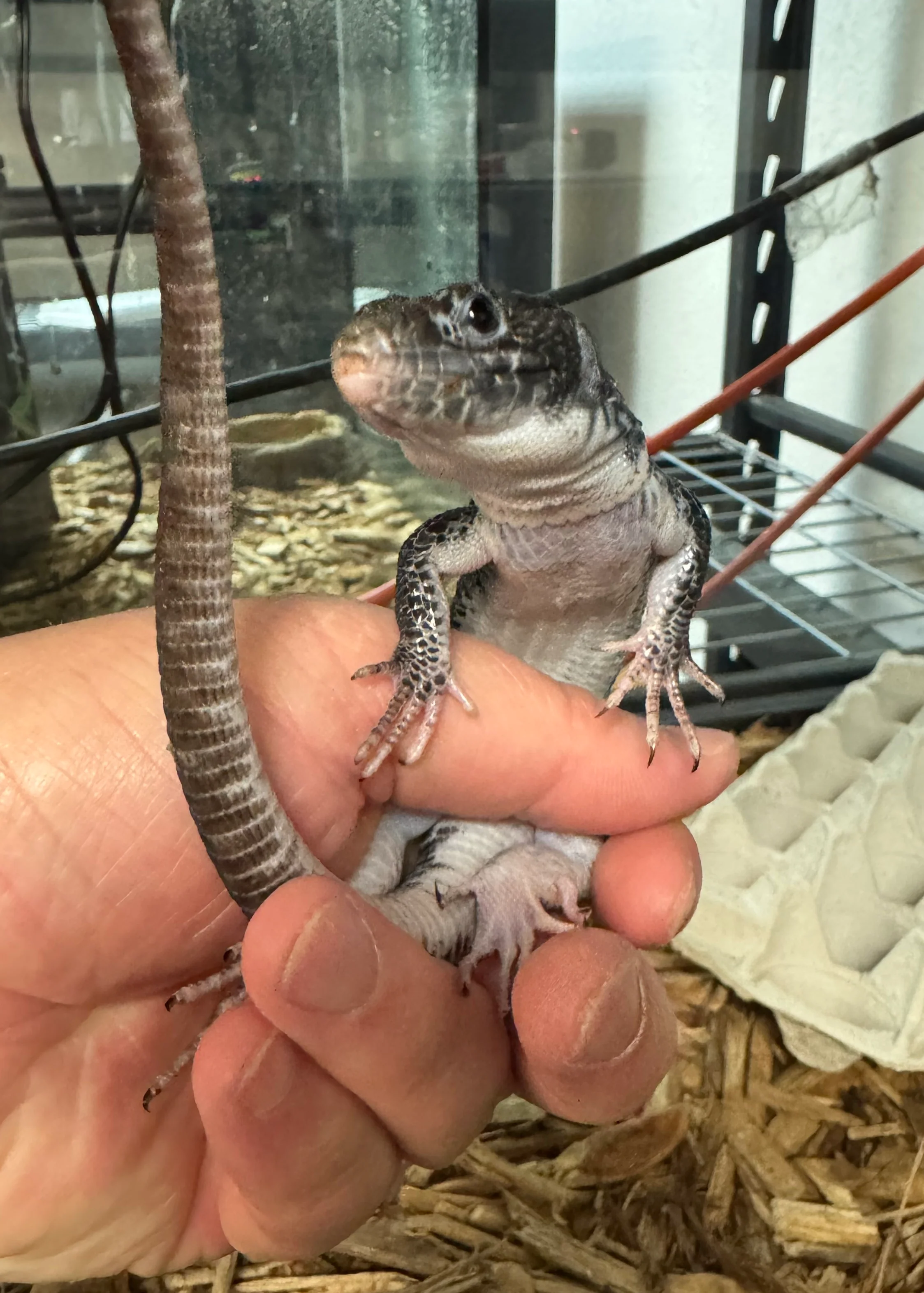 Black (melanistic) Jeweled Lacerta (yearling sexed pair) - Image 2