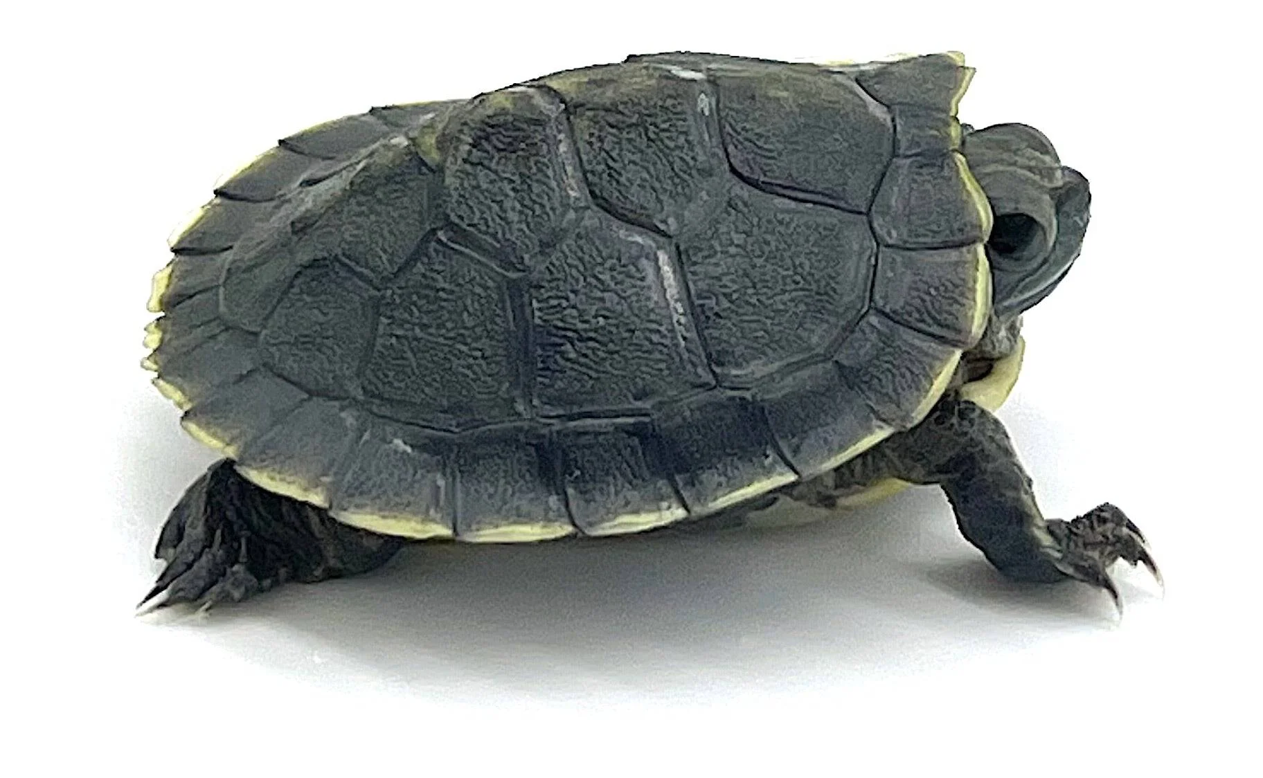 Black Pearl Red Ear Slider