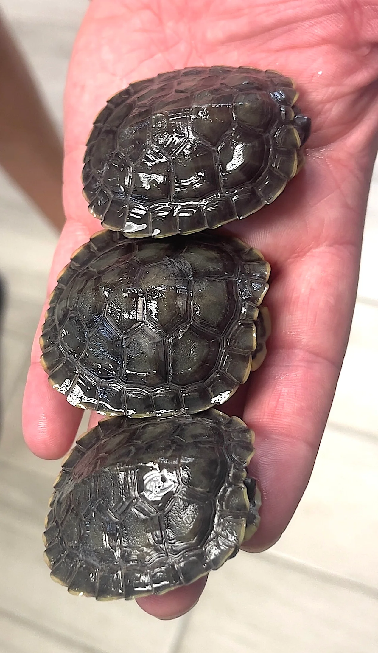 Black Pearl Red Ear Slider - Image 2