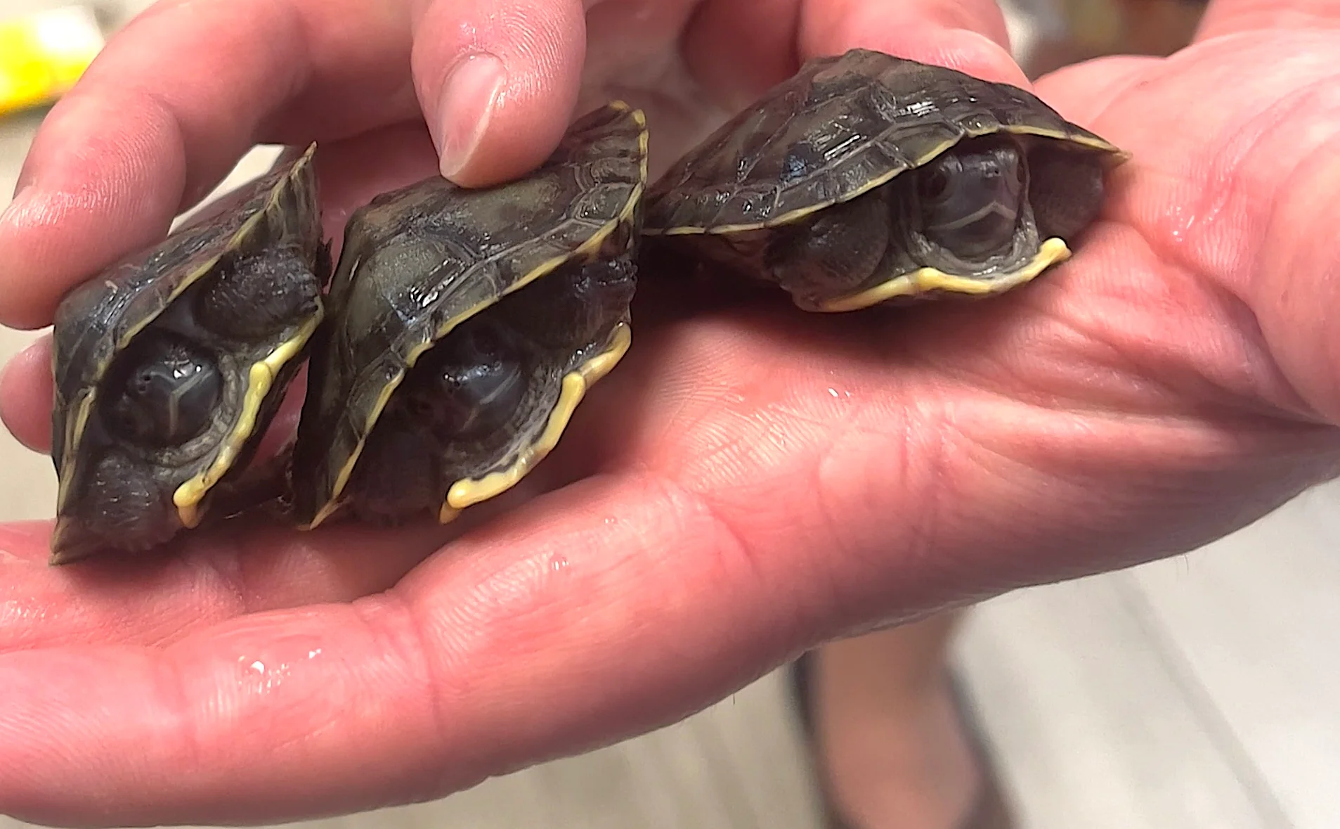 Black Pearl Red Ear Slider - Image 3