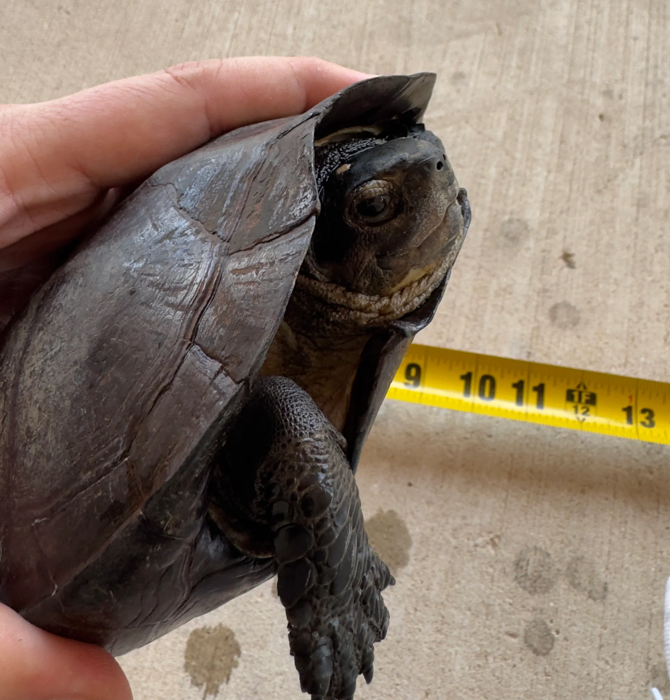 Black Pond Turtle Pair - Image 2