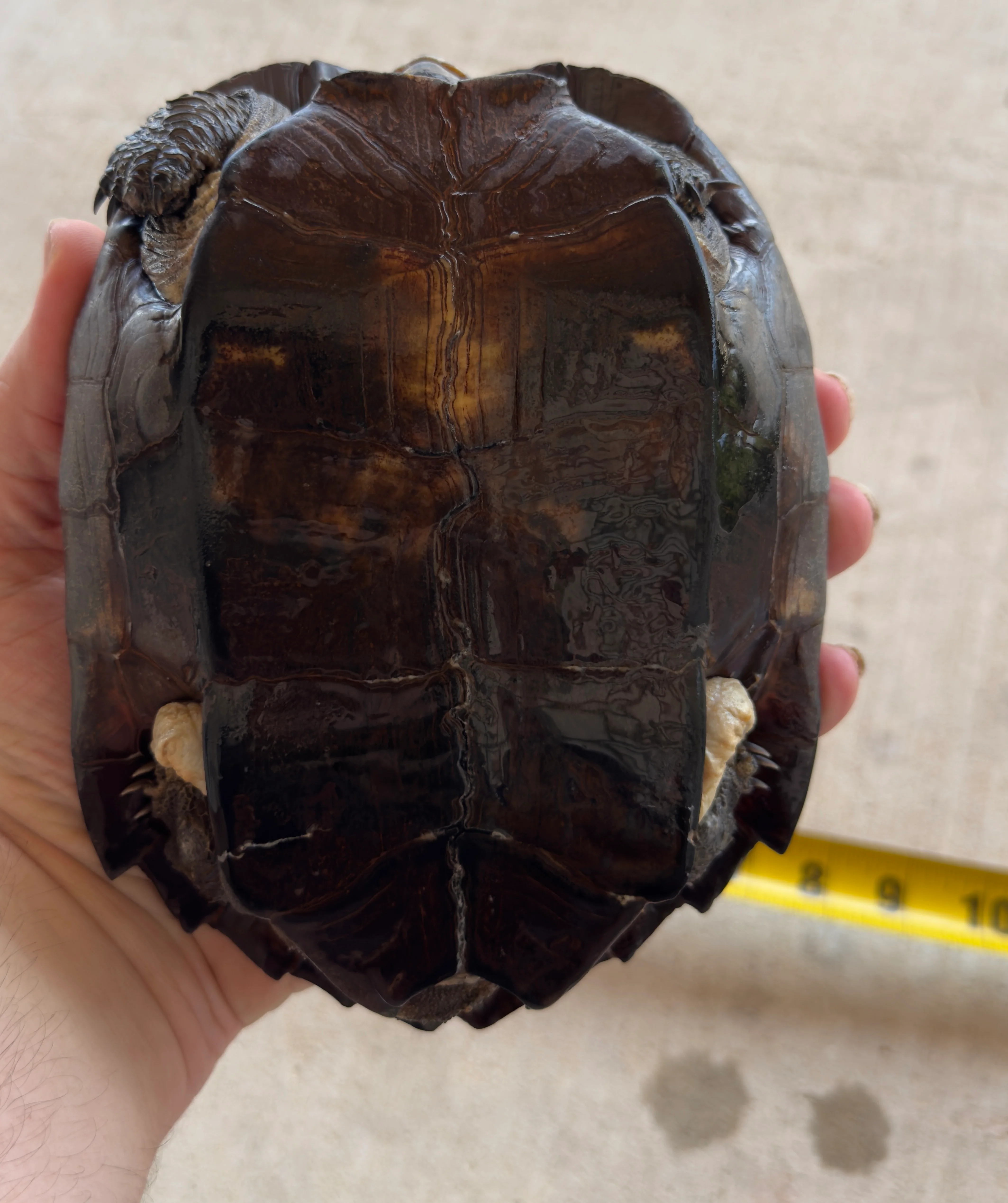 Black Pond Turtle Pair - Image 3