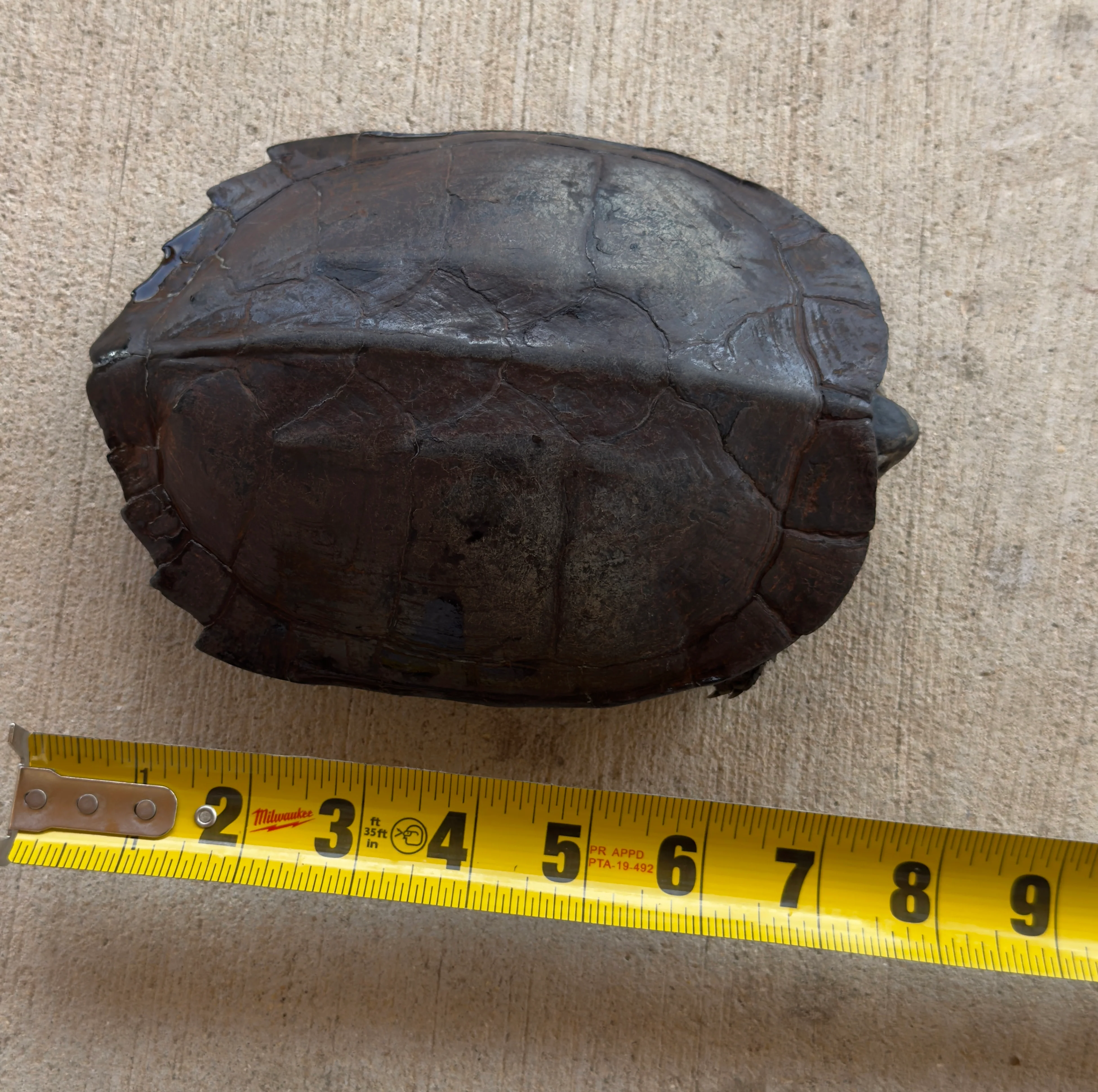 Black Pond Turtle Pair - Image 4