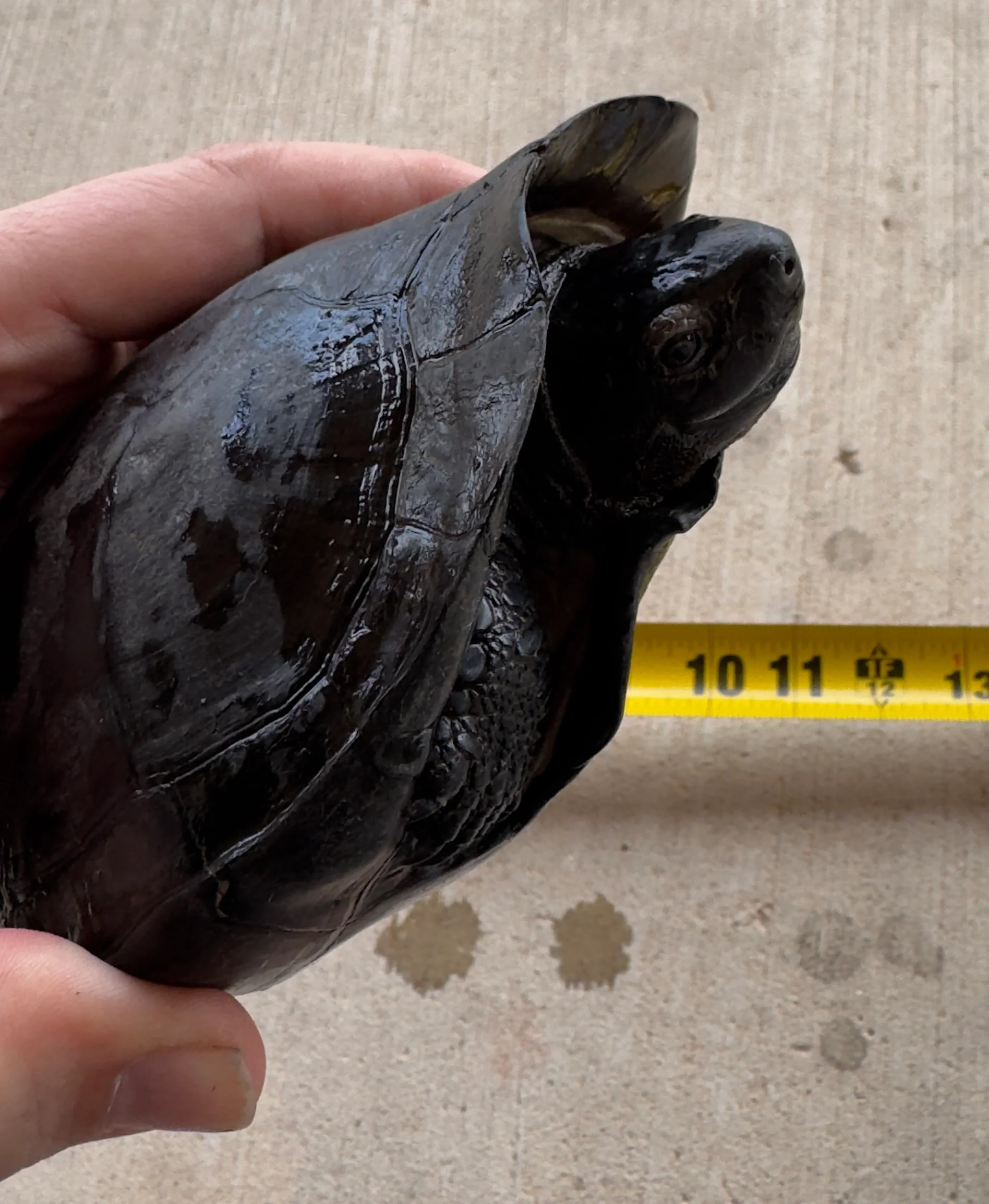 Black Pond Turtle Pair - Image 5