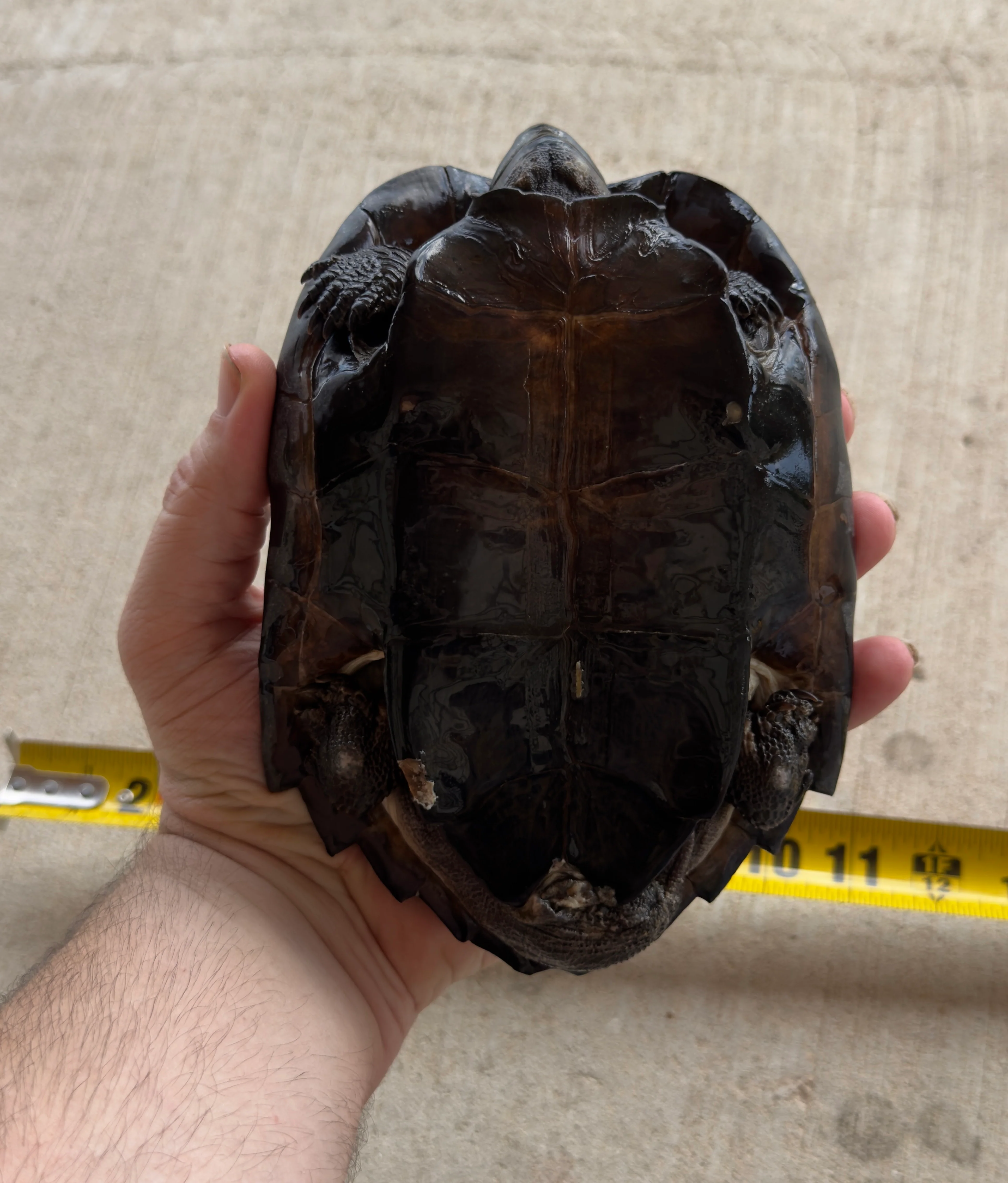 Black Pond Turtle Pair - Image 6