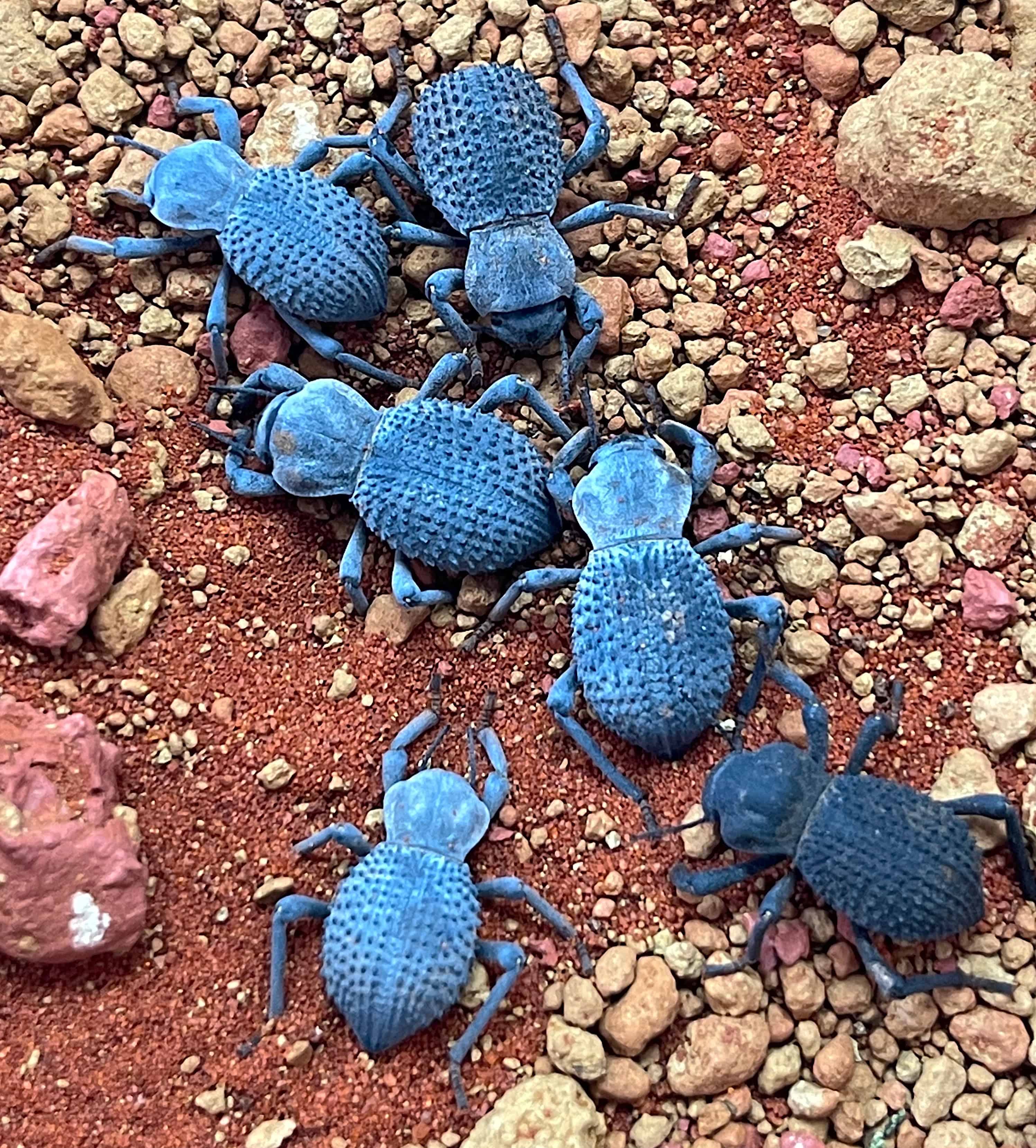 Blue Death Feigning Beetles