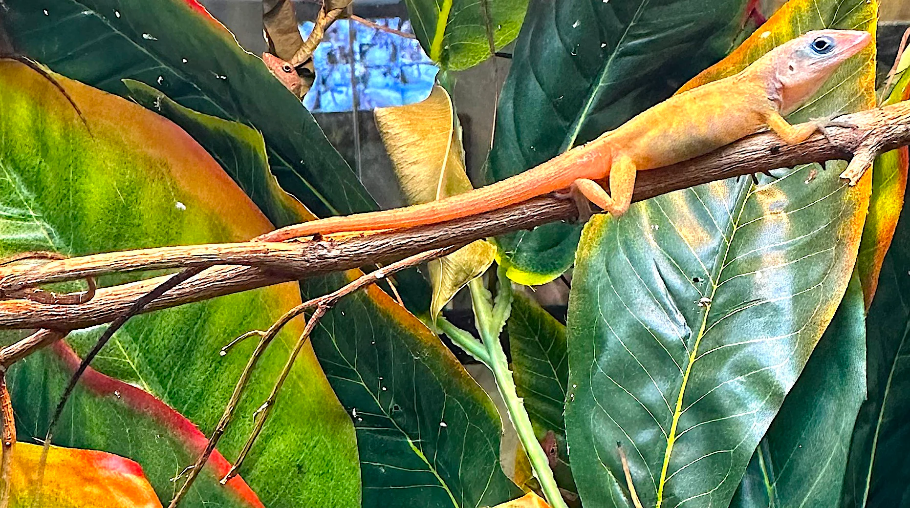 Blue Eye Anole (Anolis pogus) $24.99