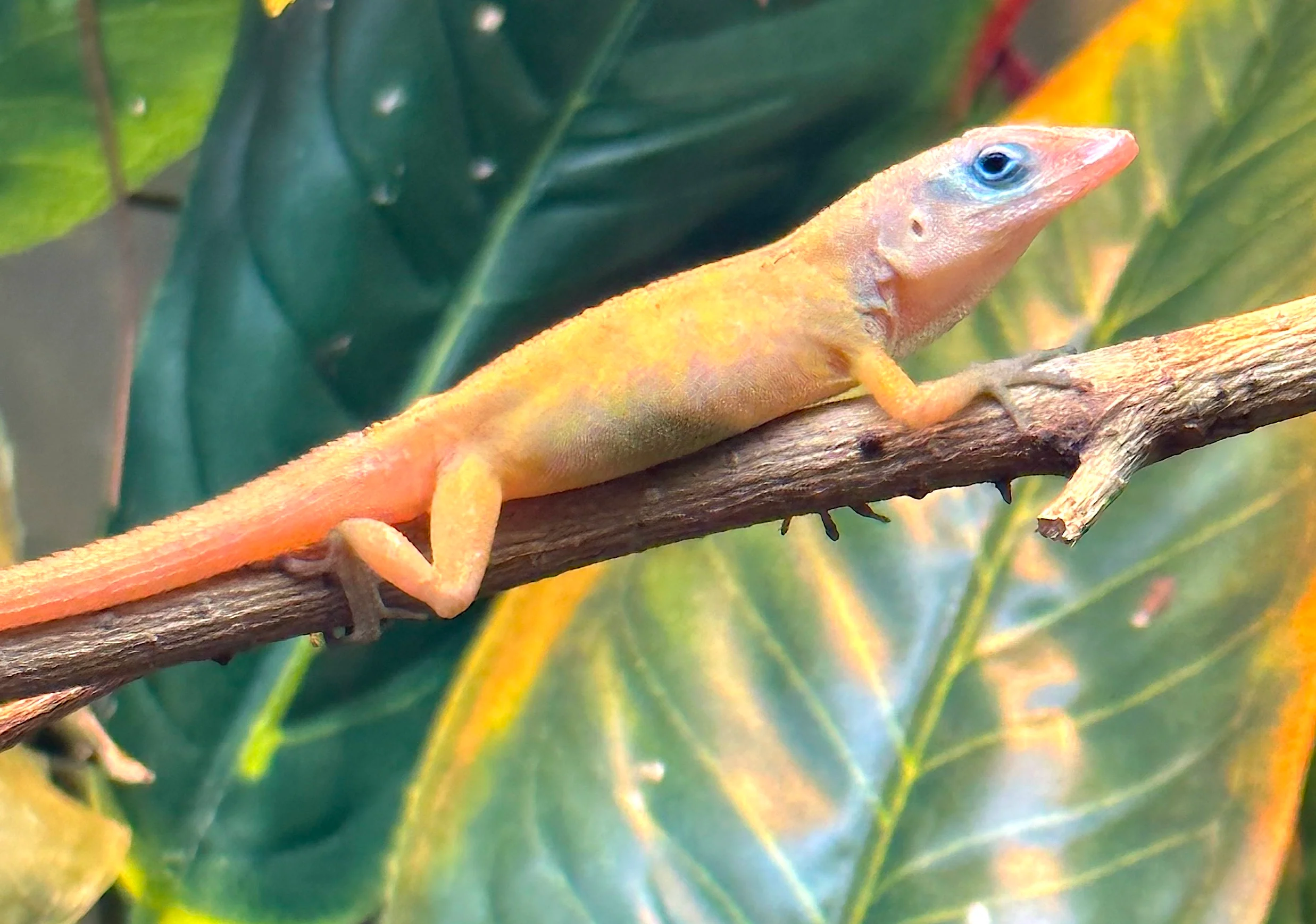 Blue Eye Anole (Anolis pogus) $24.99 - Image 2