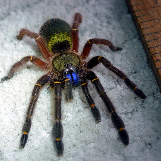Blue Fang Skeleton Leg Tarantula (Ephebopus cyanognathus) - Image 2
