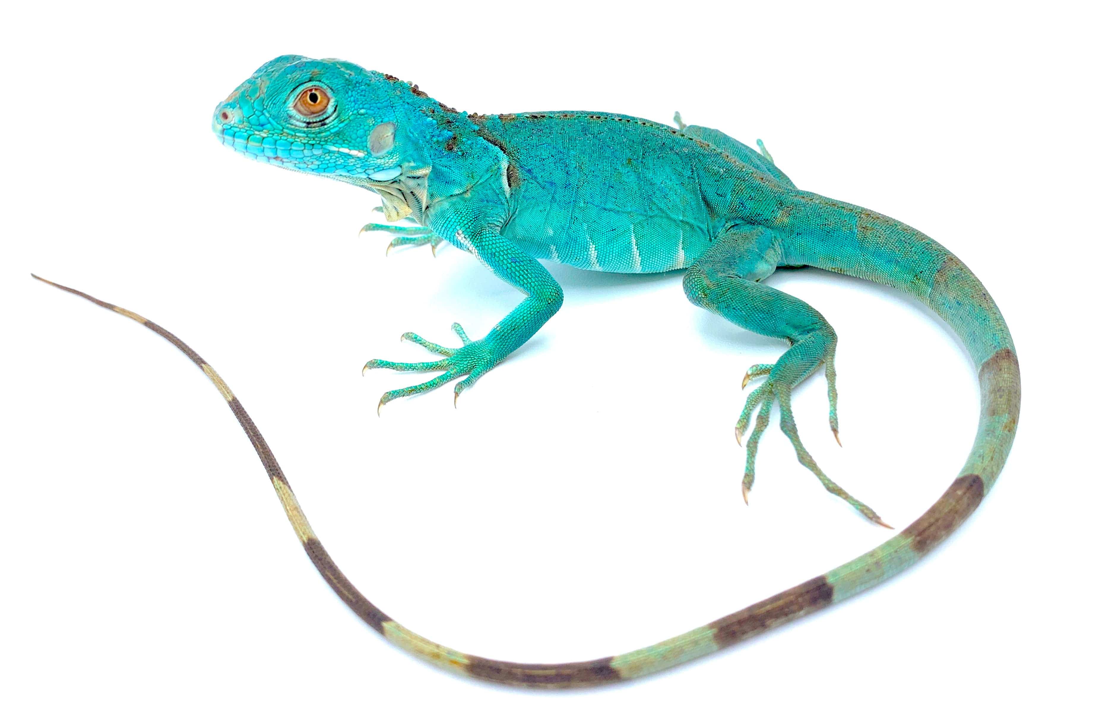 Blue Iguana- Premium CB Babies 2026 babies now available!