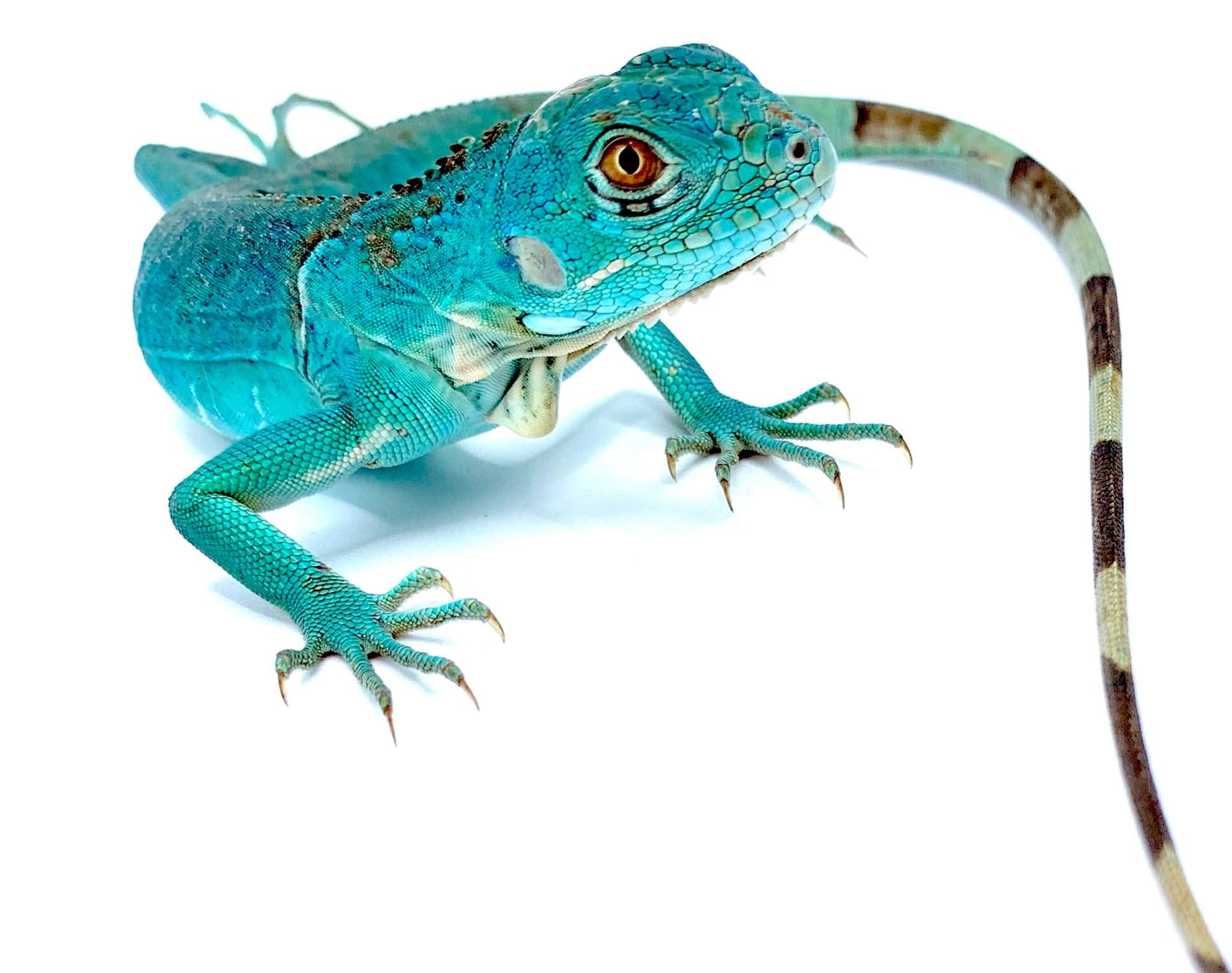 Blue Iguana- Premium CB Babies 2026 babies now available! - Image 2