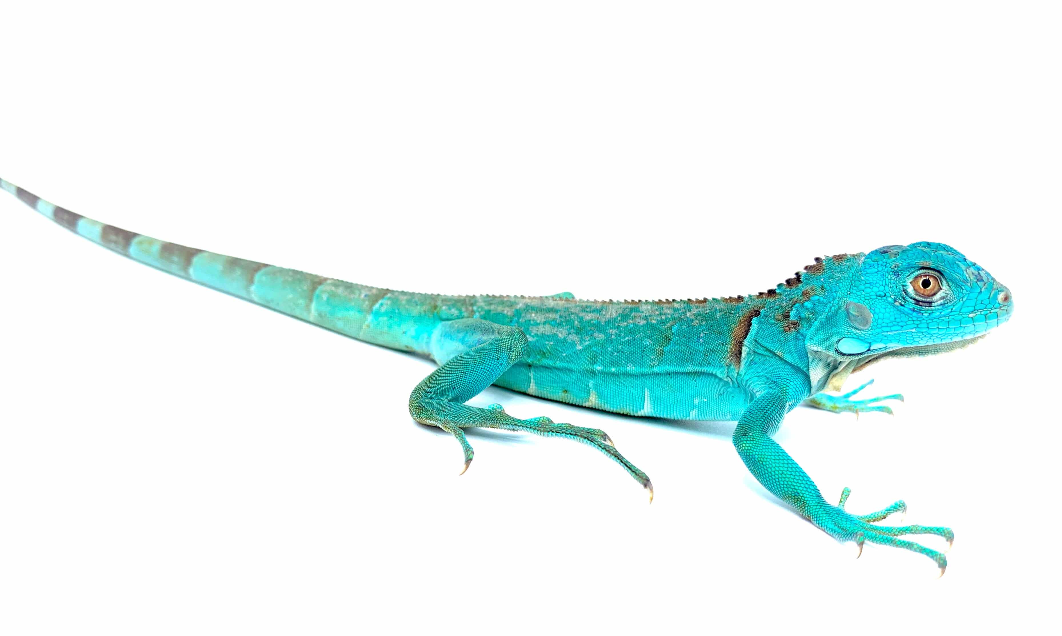 Blue Iguana- Premium CB Babies 2026 babies now available! - Image 3