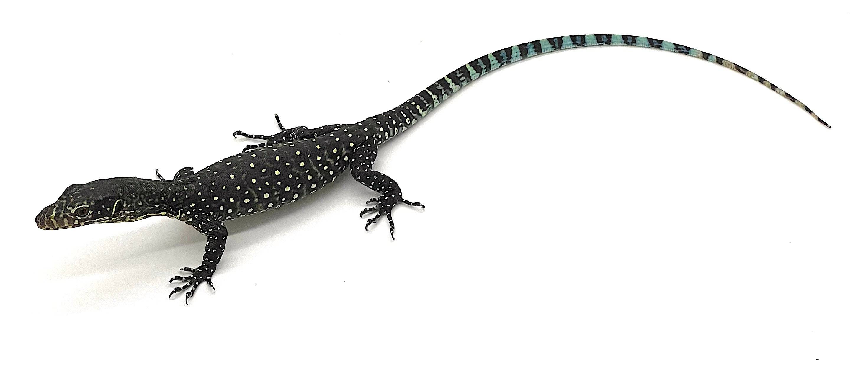 Blue Tail Monitor