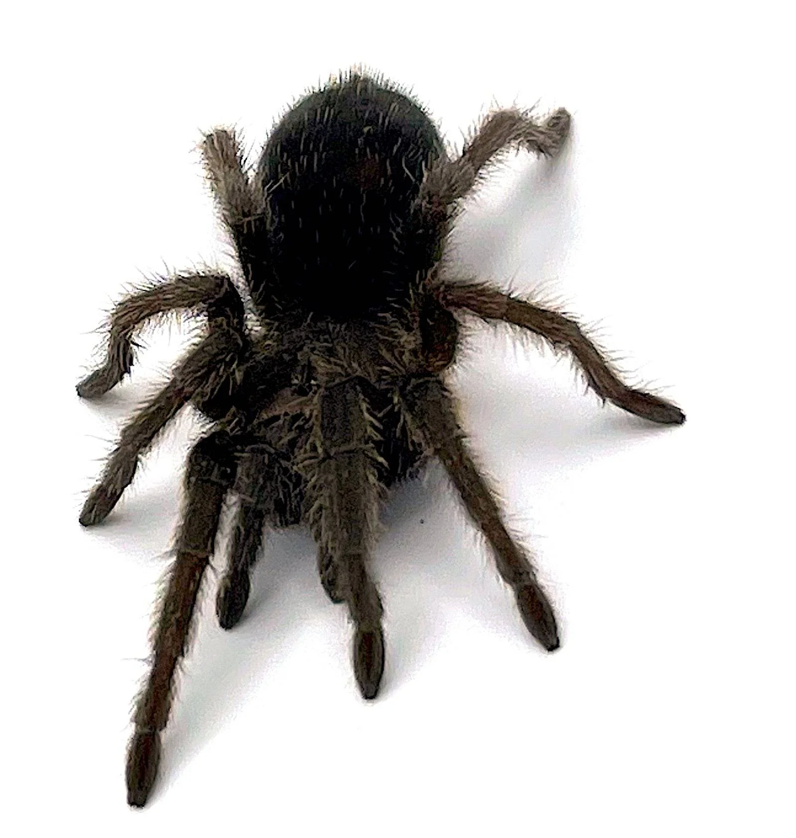 Brazilian Black Tarantula