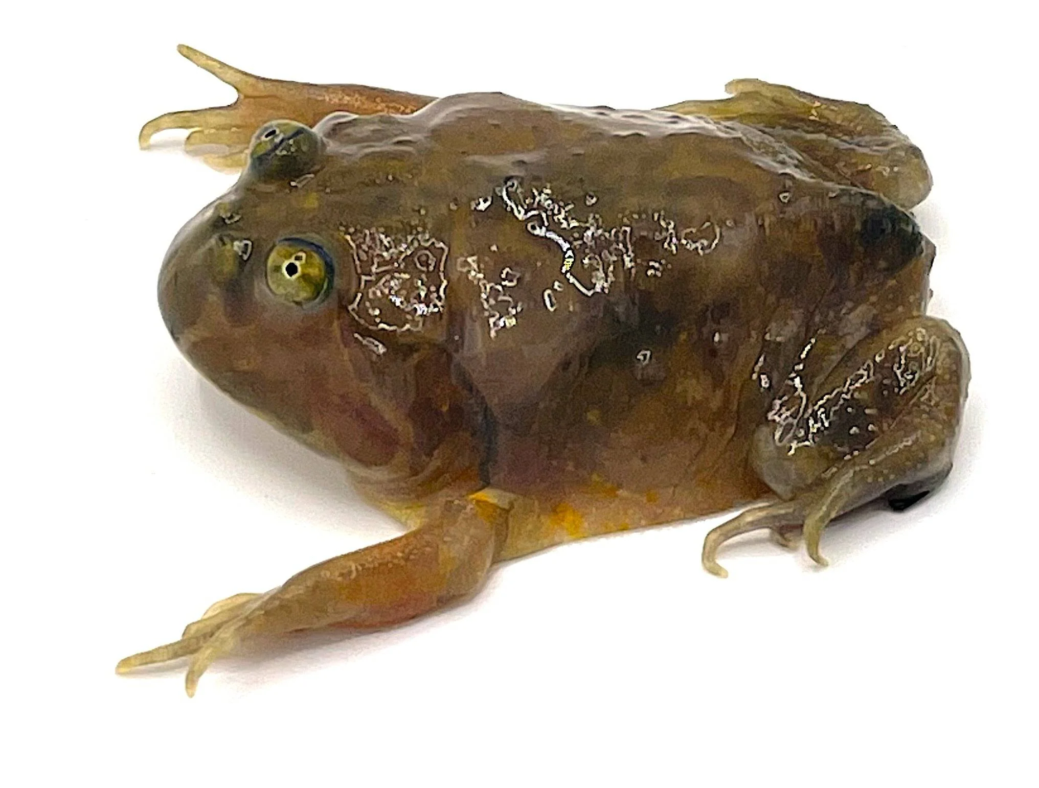 Budget Frog