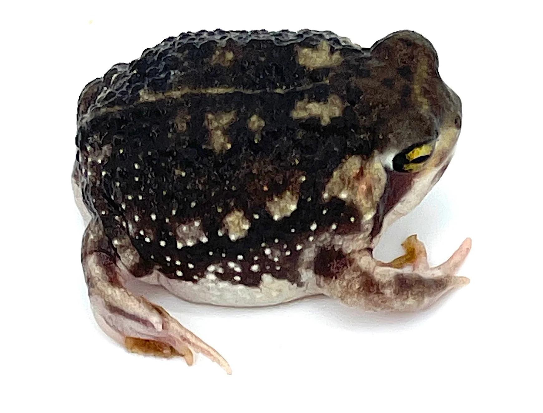 Bushveld's Rain Frog - Image 2