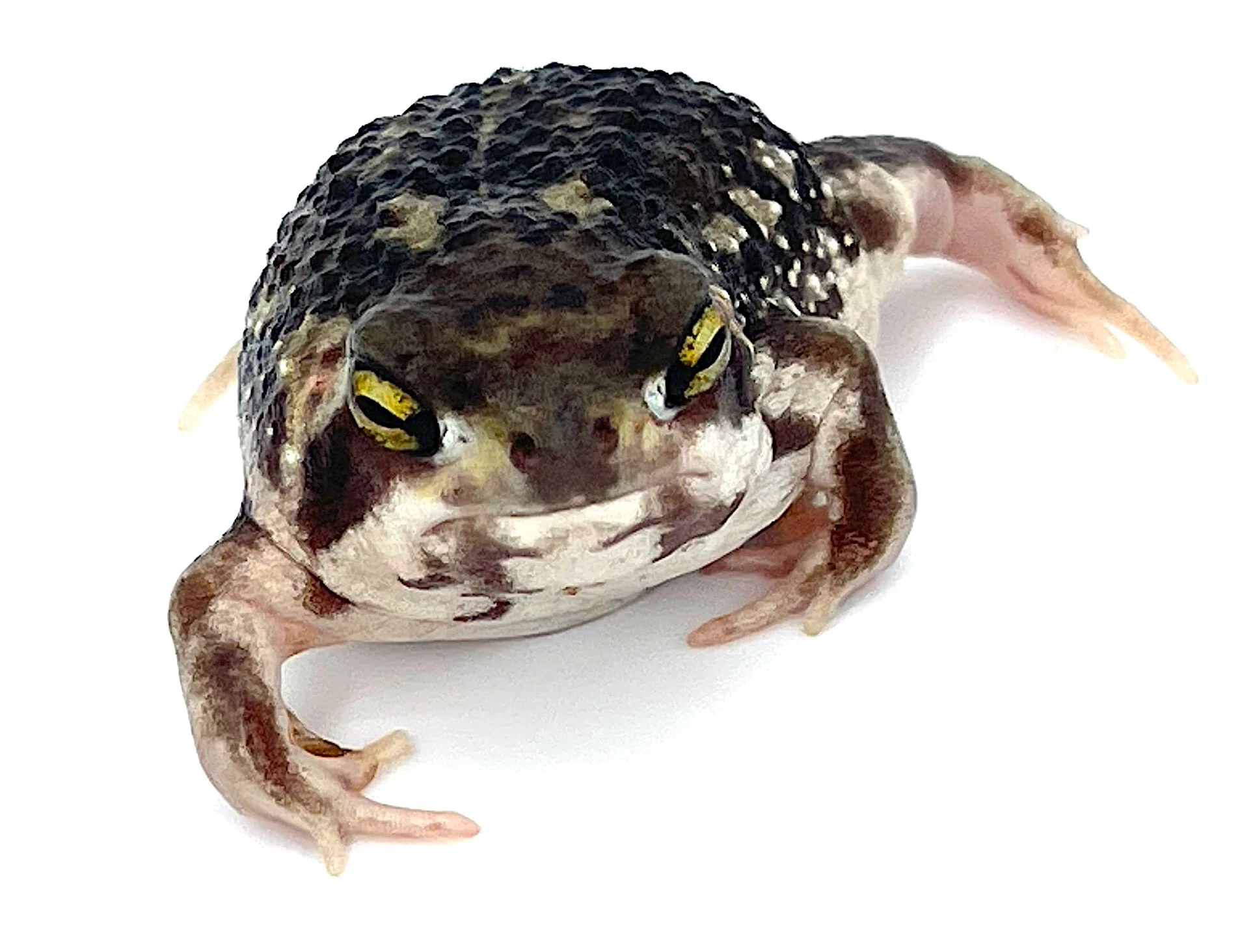 Bushveld's Rain Frog - Image 3