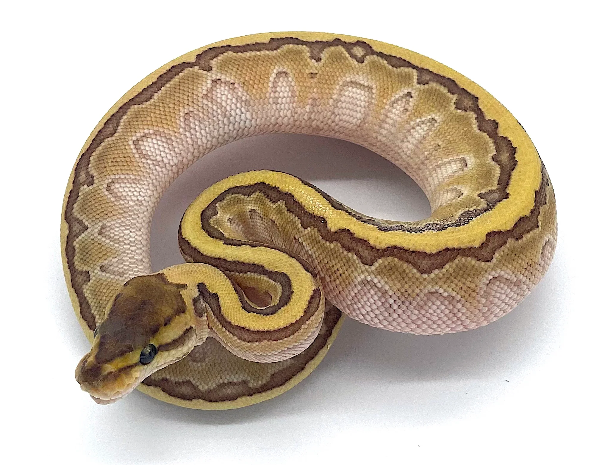 Butter PinStripe Ball Python