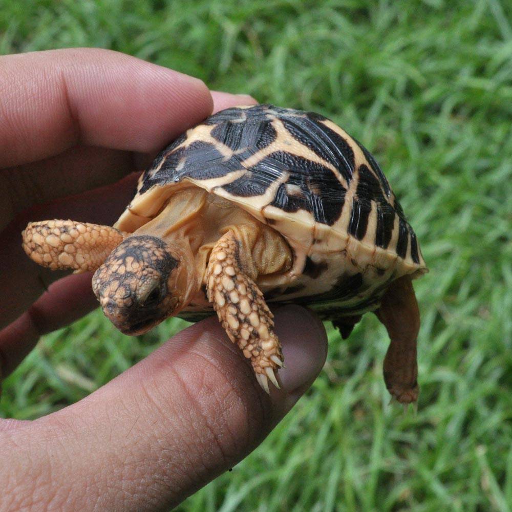 Baby Indian Star Tortoise - Image 3