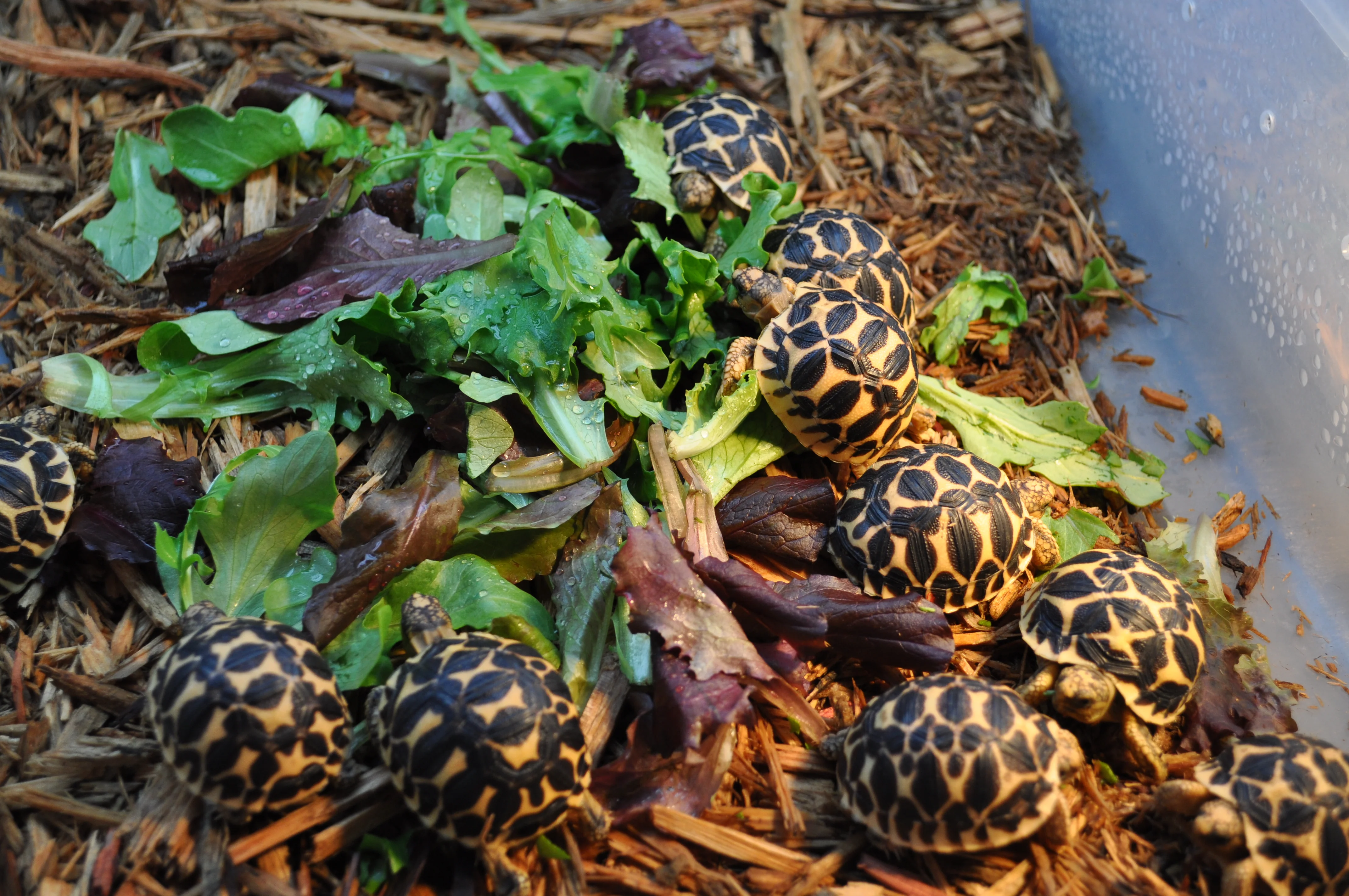 Baby Indian Star Tortoise - Image 4