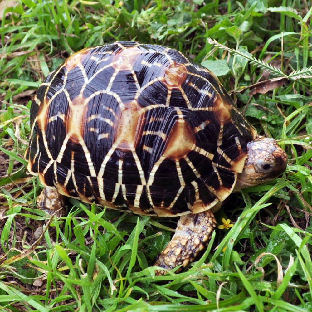 Baby Indian Star Tortoise - Image 5