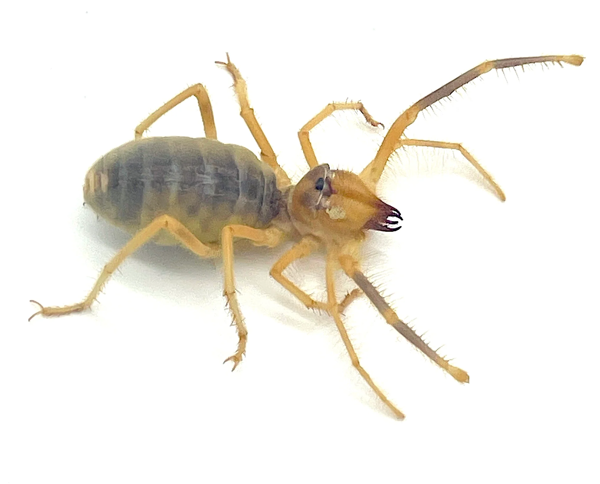 Camel Spider