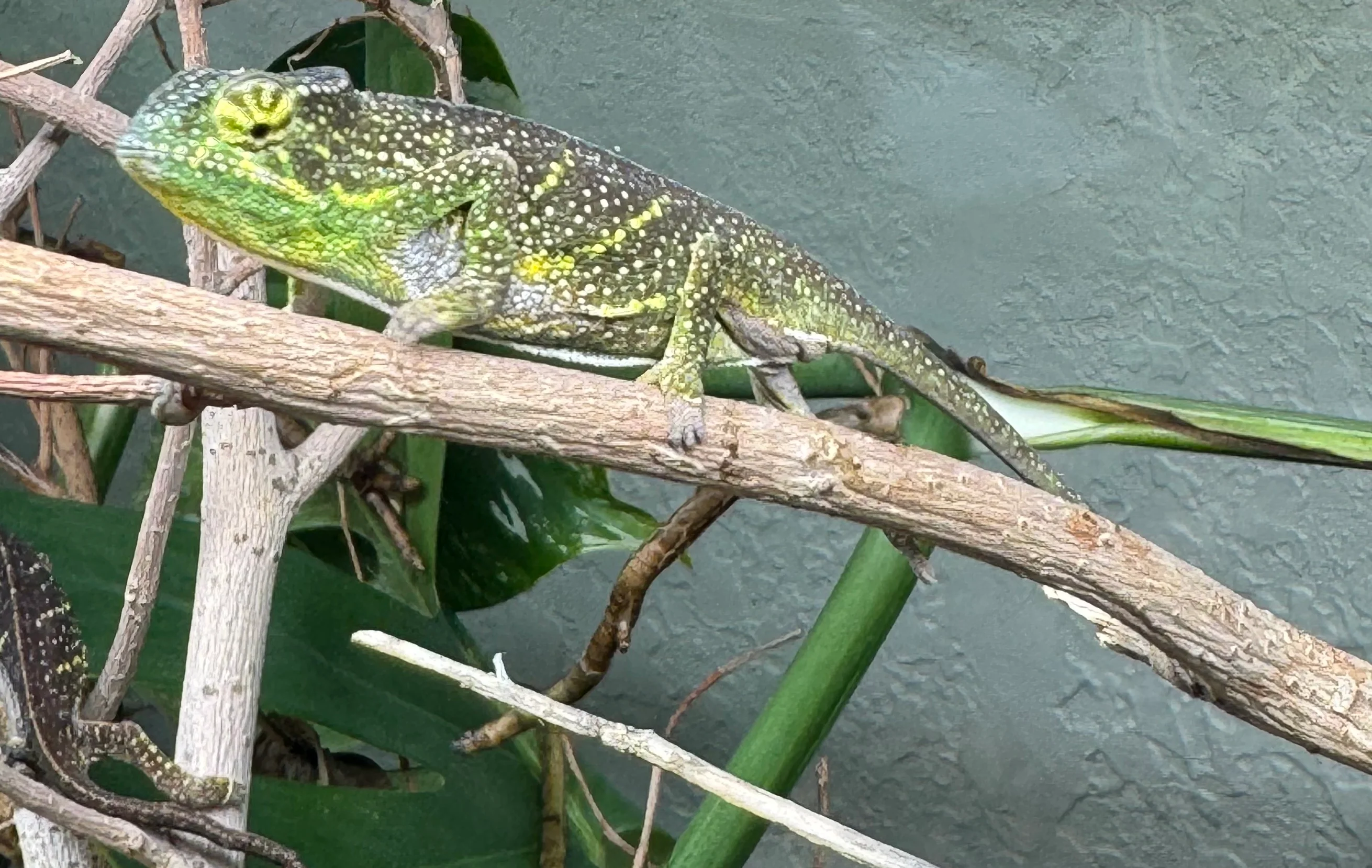 Canopy Chameleon (F. Willsi) - Image 2