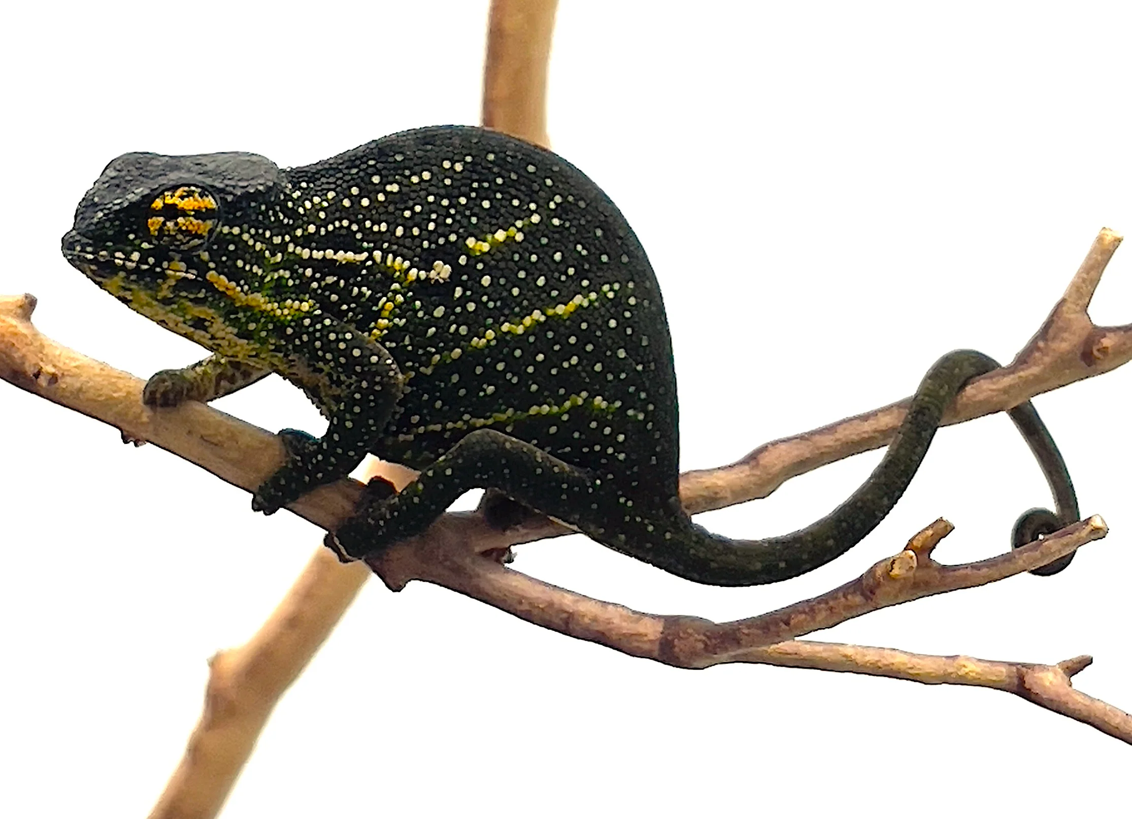 Canopy Chameleon (F. Willsi) - Image 3