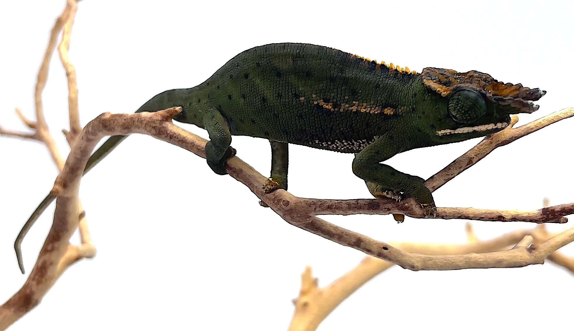 Canopy Chameleon (F. Willsi) - Image 4