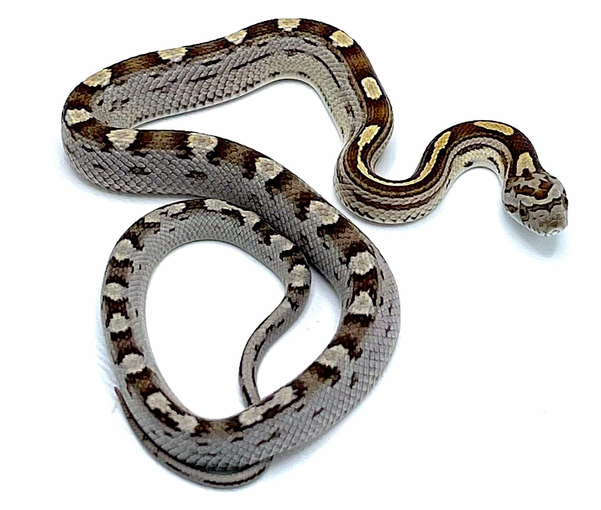 Caramel Motley Corn Snake