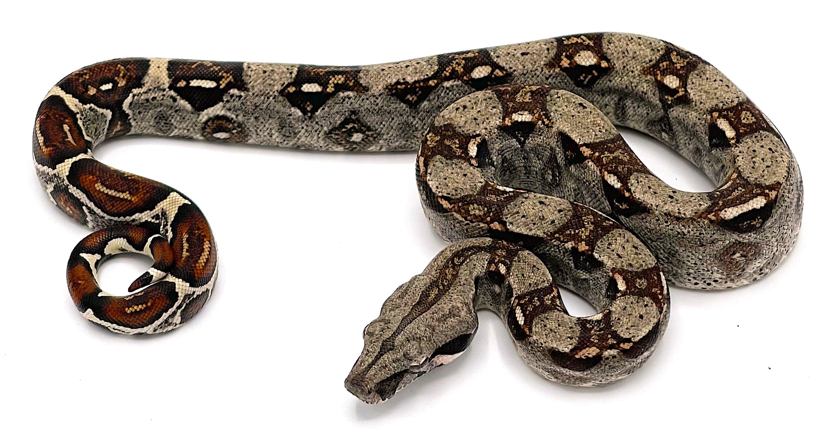 CB Colombian Red Tail Boa