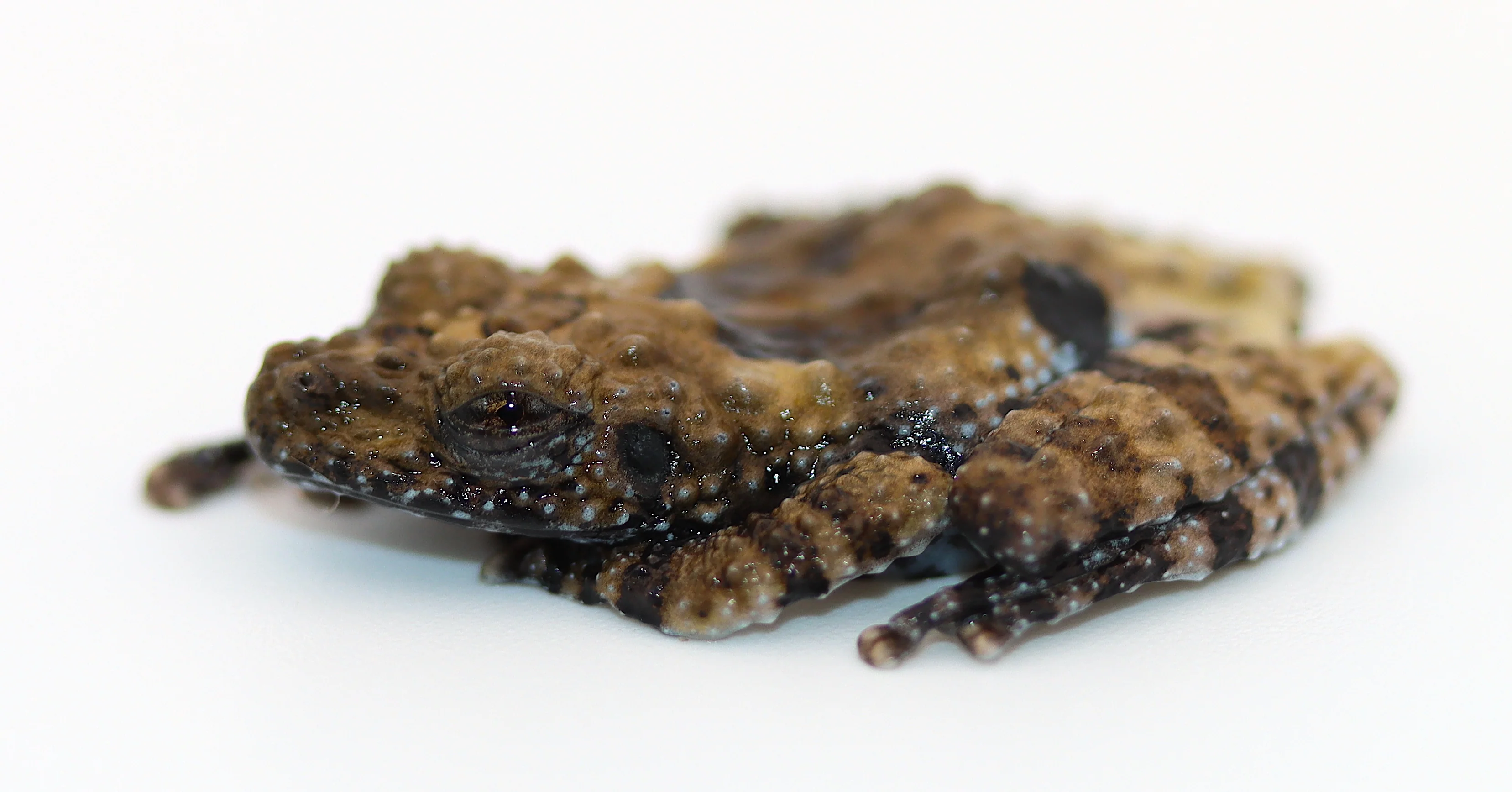 CBB Bug Eyed Frog (Theloderma horridum) - Image 2