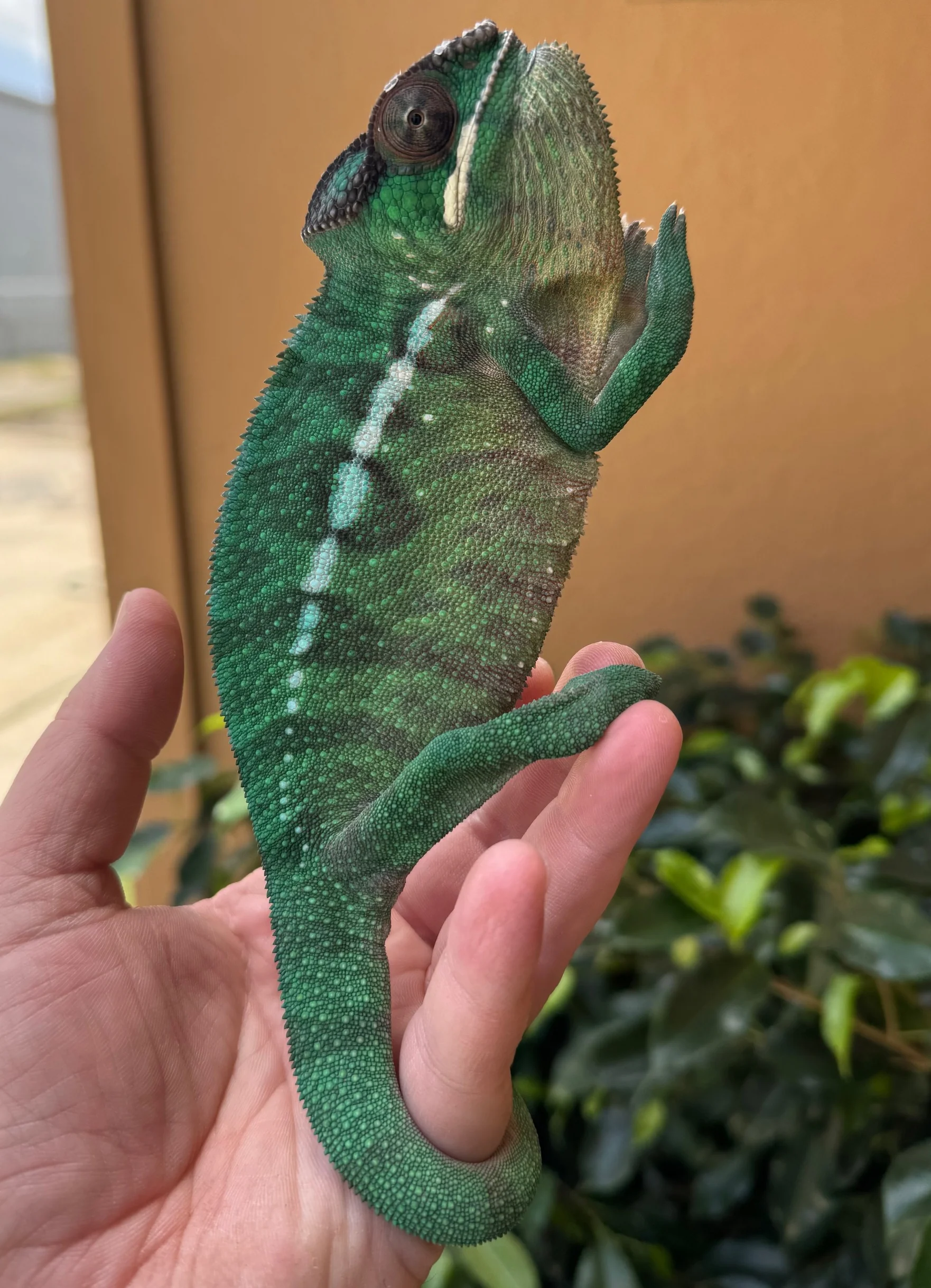 CBB Nosey Mitsio Panther Chameleon Pair European bloodline