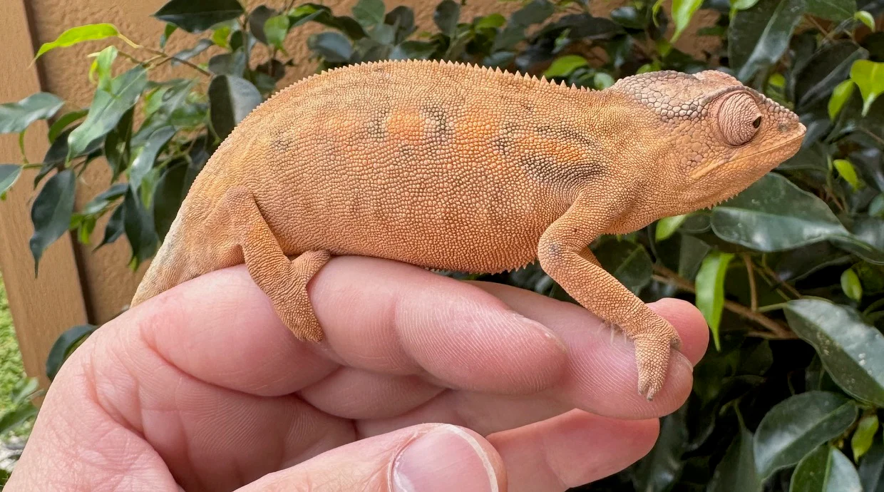CBB Nosey Mitsio Panther Chameleon Pair European bloodline - Image 2