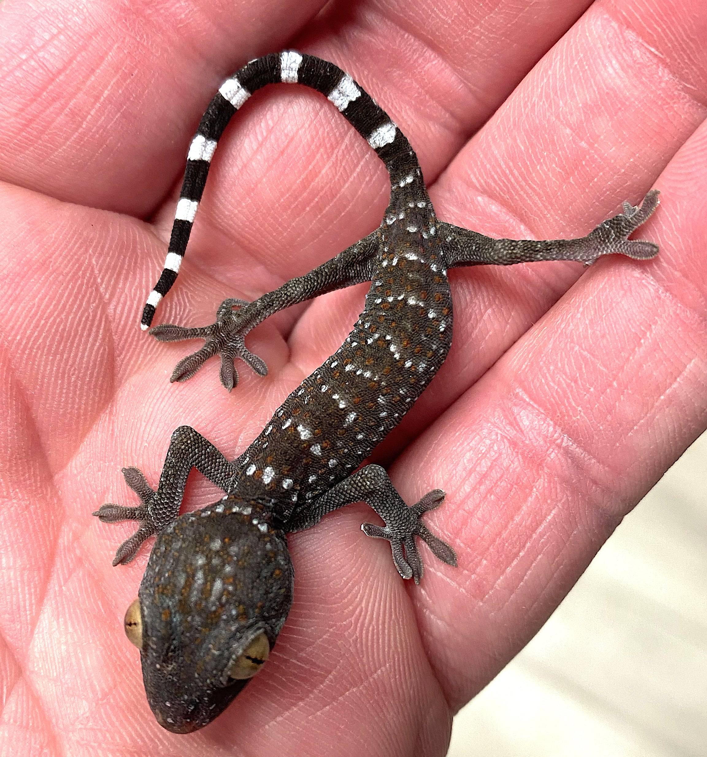CBB Tokay Gecko - Image 2