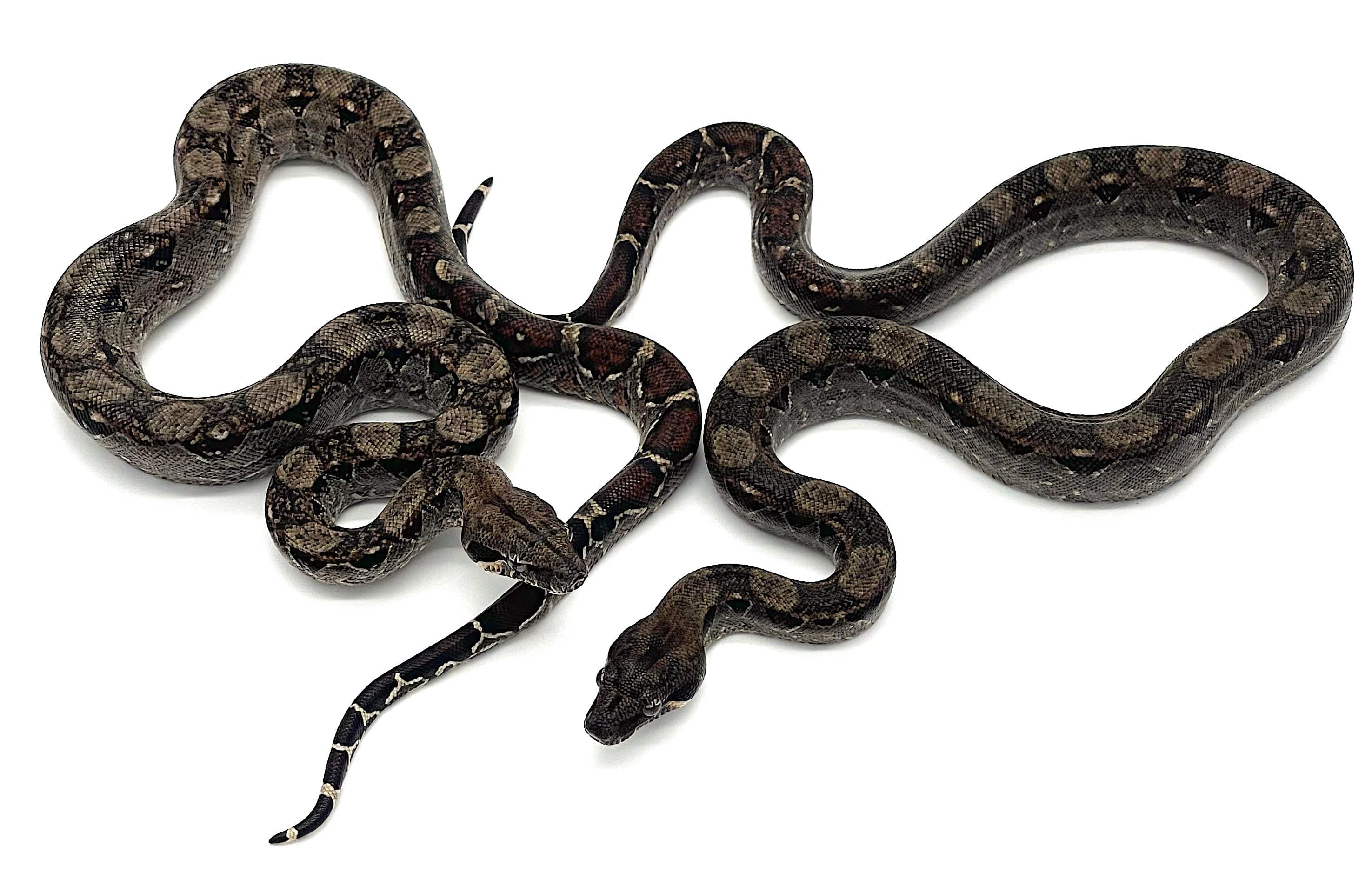 Central American Red tail Boa