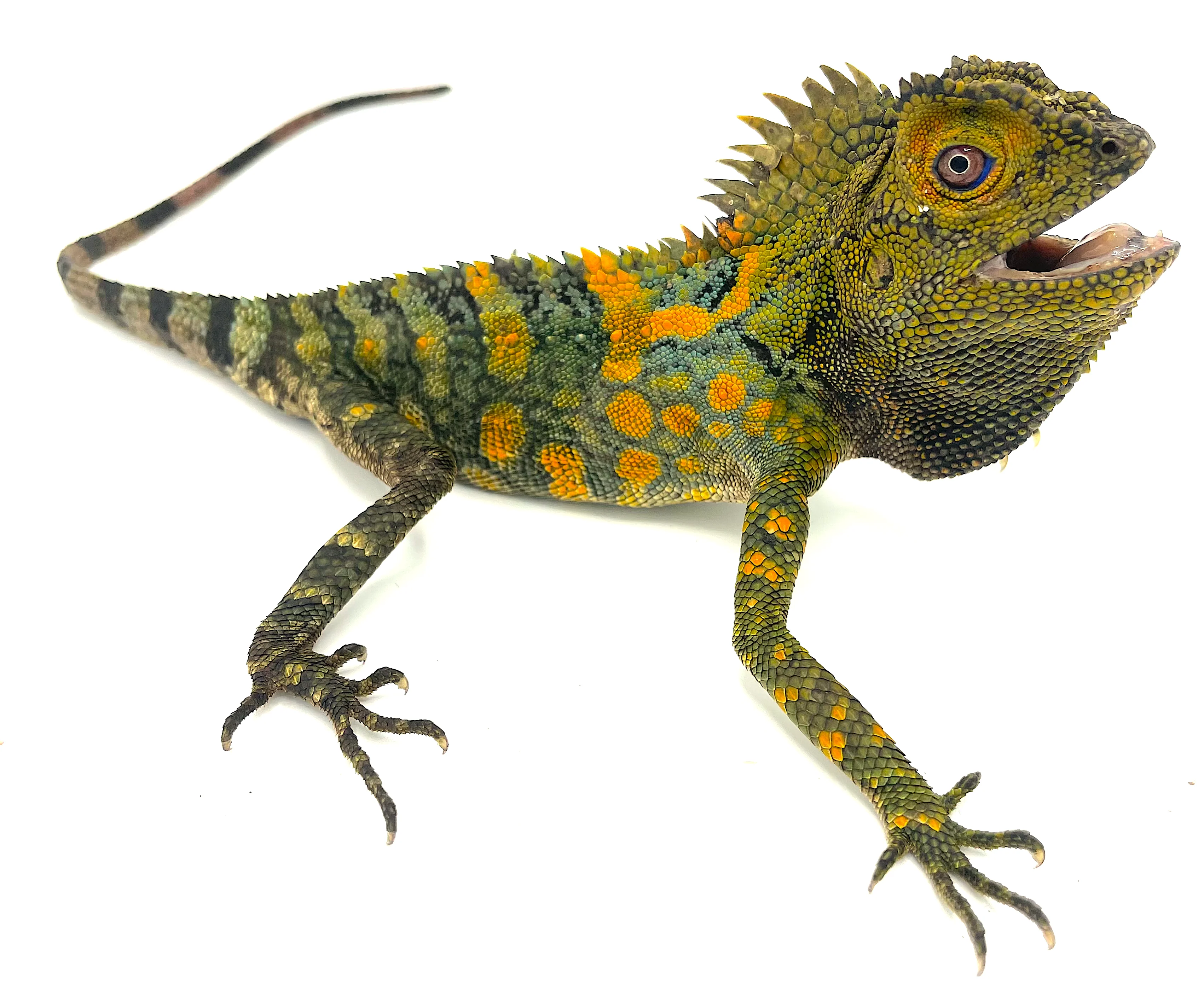Chameleon Anglehead Lizard (Gonocephalus chamaeleontinus)