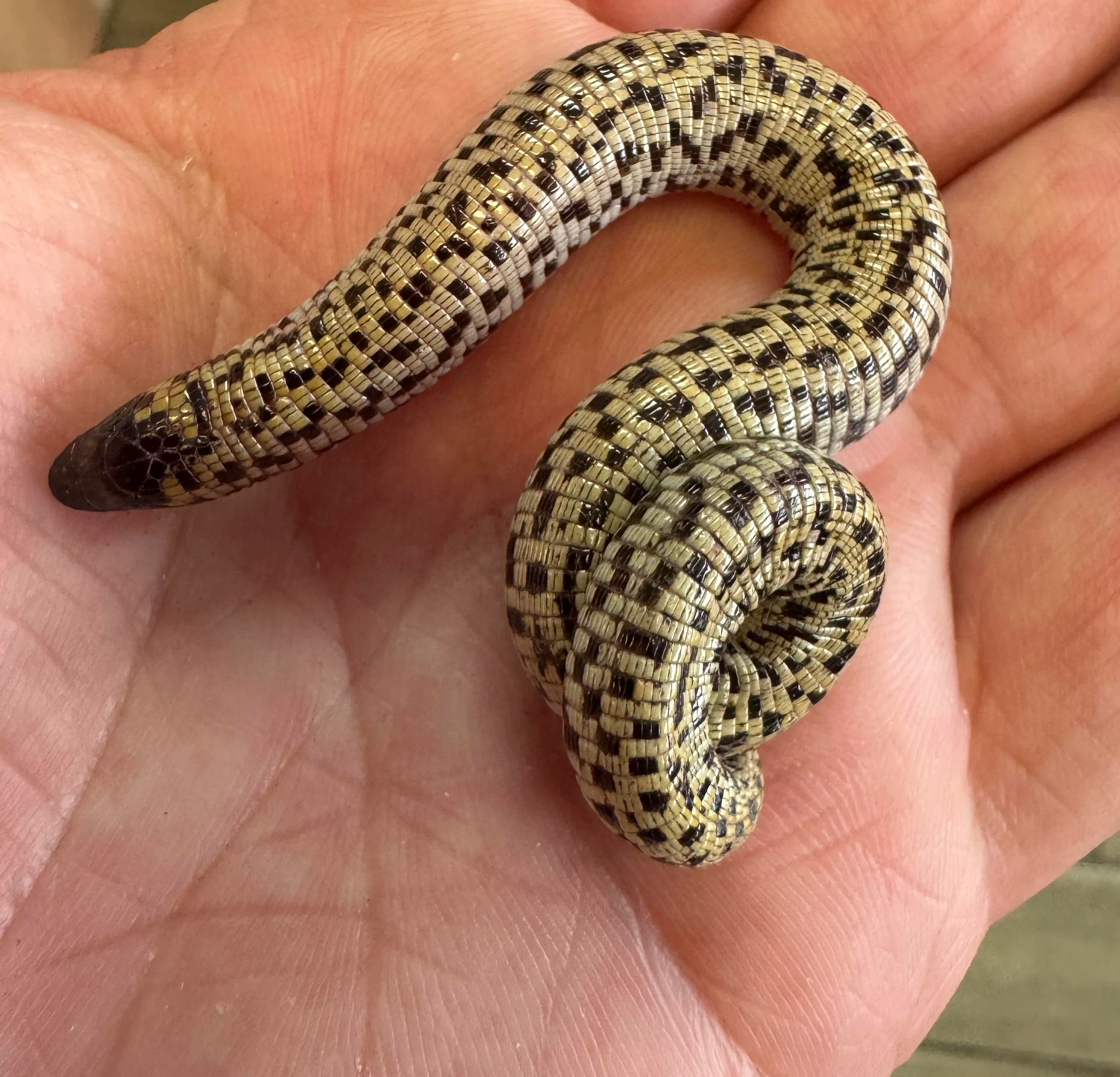 Checkerboard Worm Lizard (Trogonophis wiegmanni) - Image 2