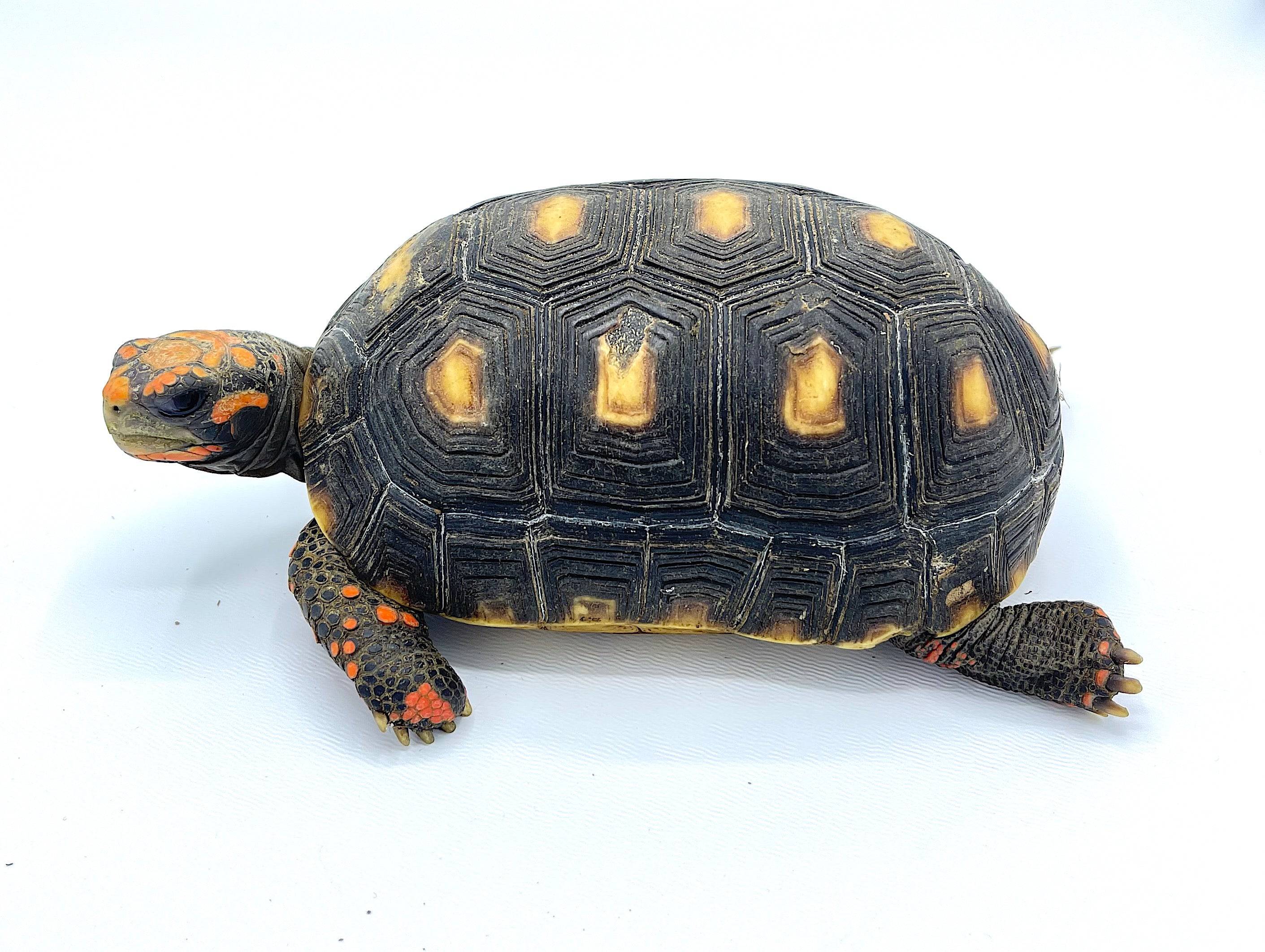 Cherry Head Red Foot Tortoise Well Started 3 year old 4" - Image 3
