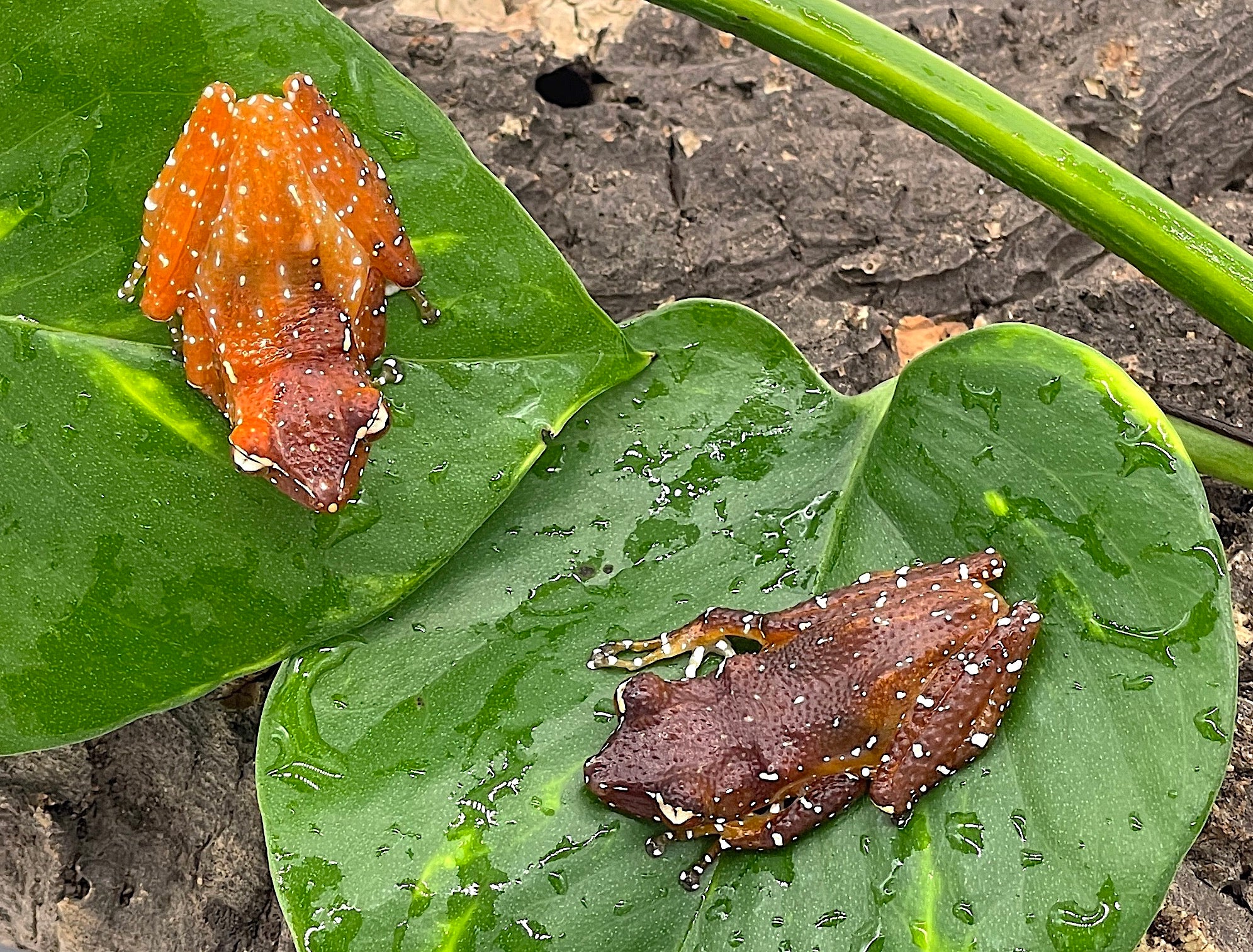 Cinnamon Tree Frog (Nyctixalus pictus)