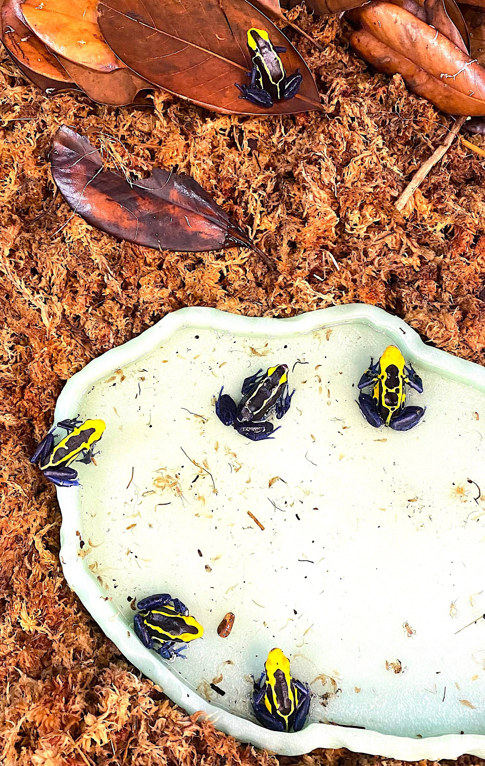 Cobalt Dyeing Poison Dart Frog (Dendrobates tinctorius)