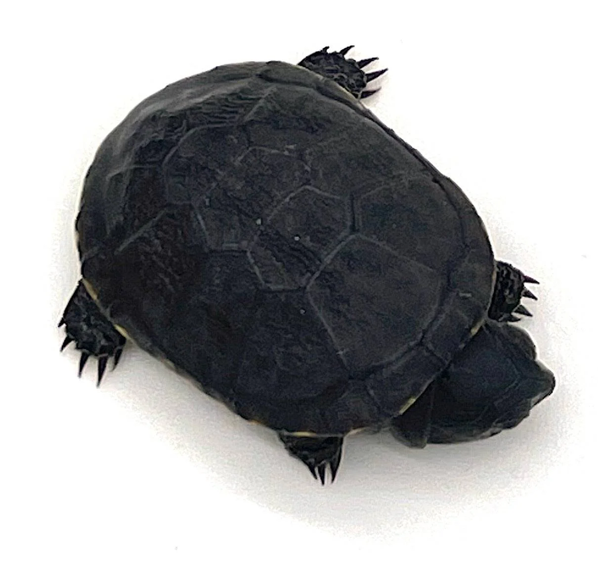 Congo Dwarf Mud Turtle (Pelusios nanus) - Image 3