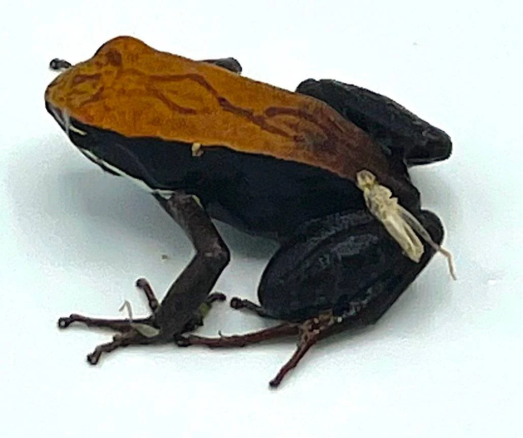Copper Top Mantella